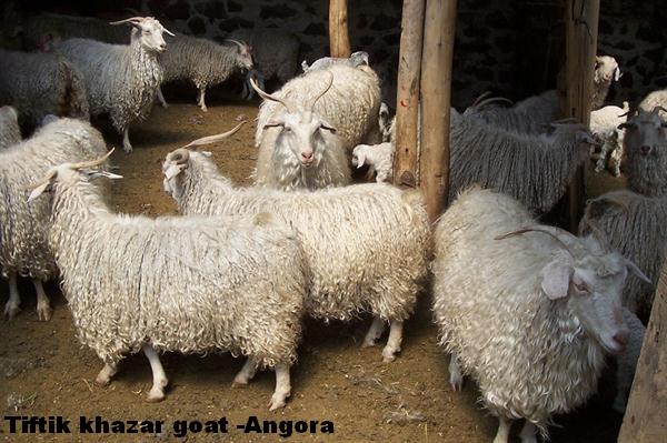 tiftik goat
Angora