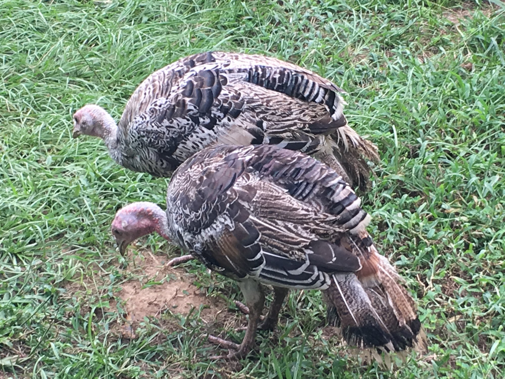 Tiger Bronze / Sweetgrass