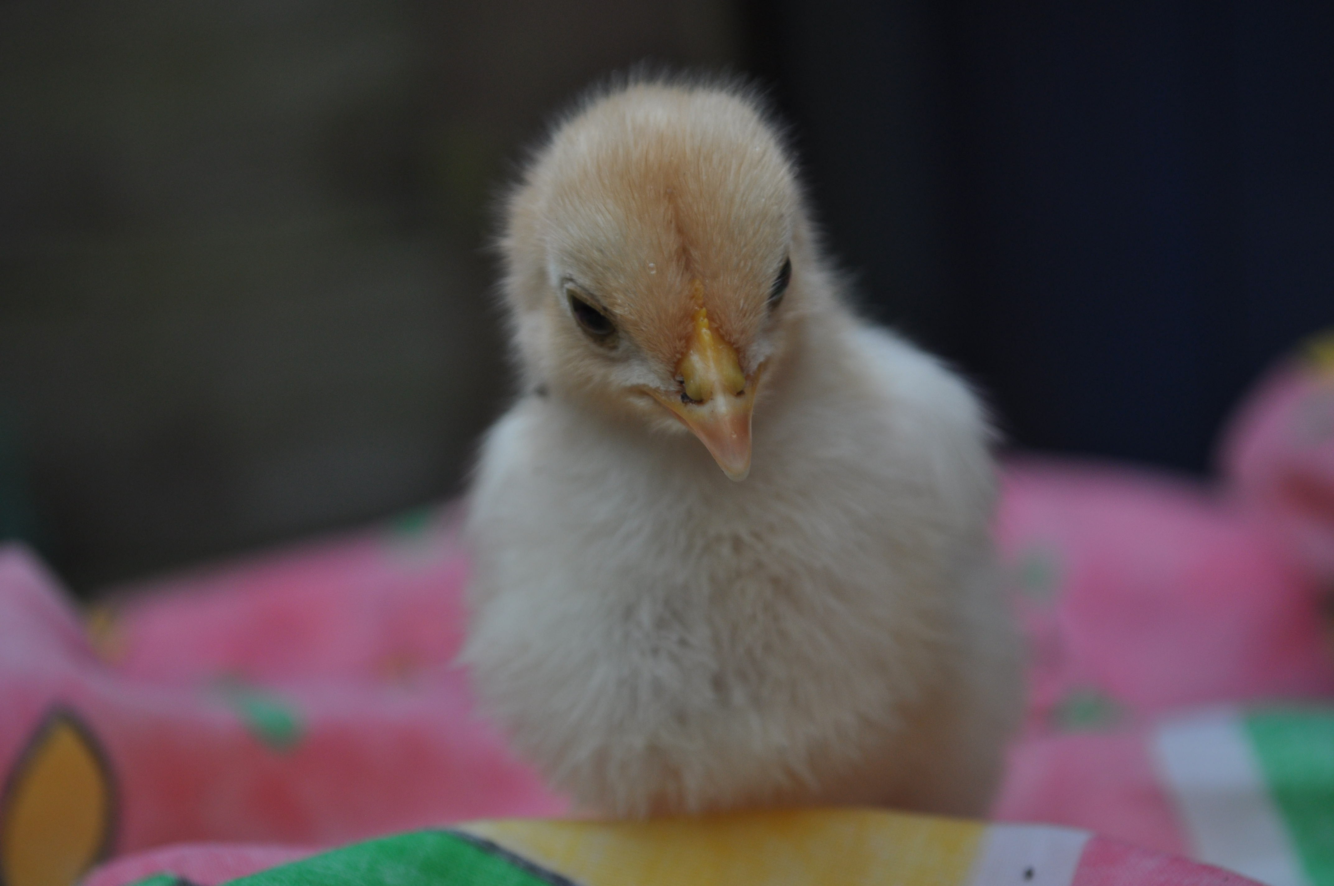 Tiger-Lily one of the 3 chicks that hatched this year!