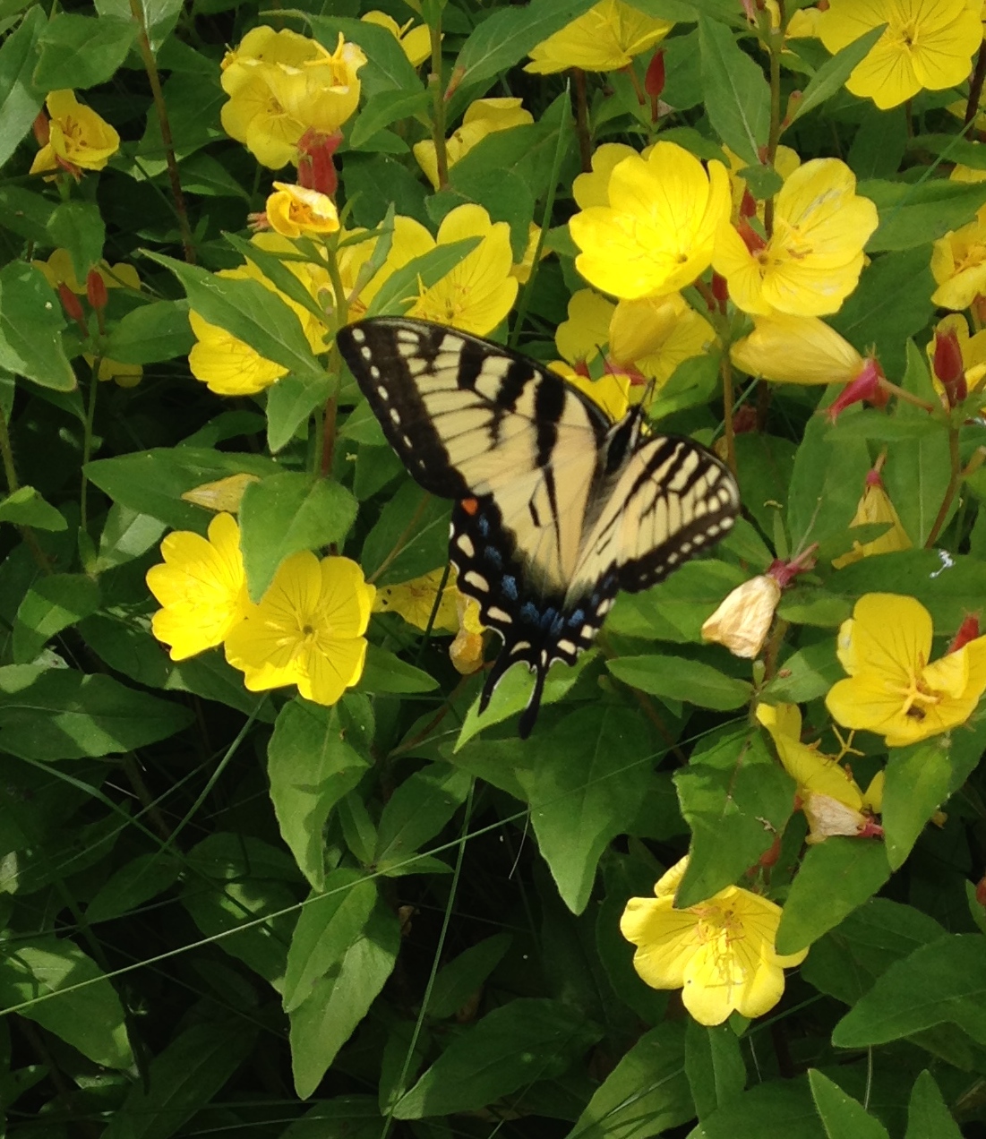 Tiger Swallowtail