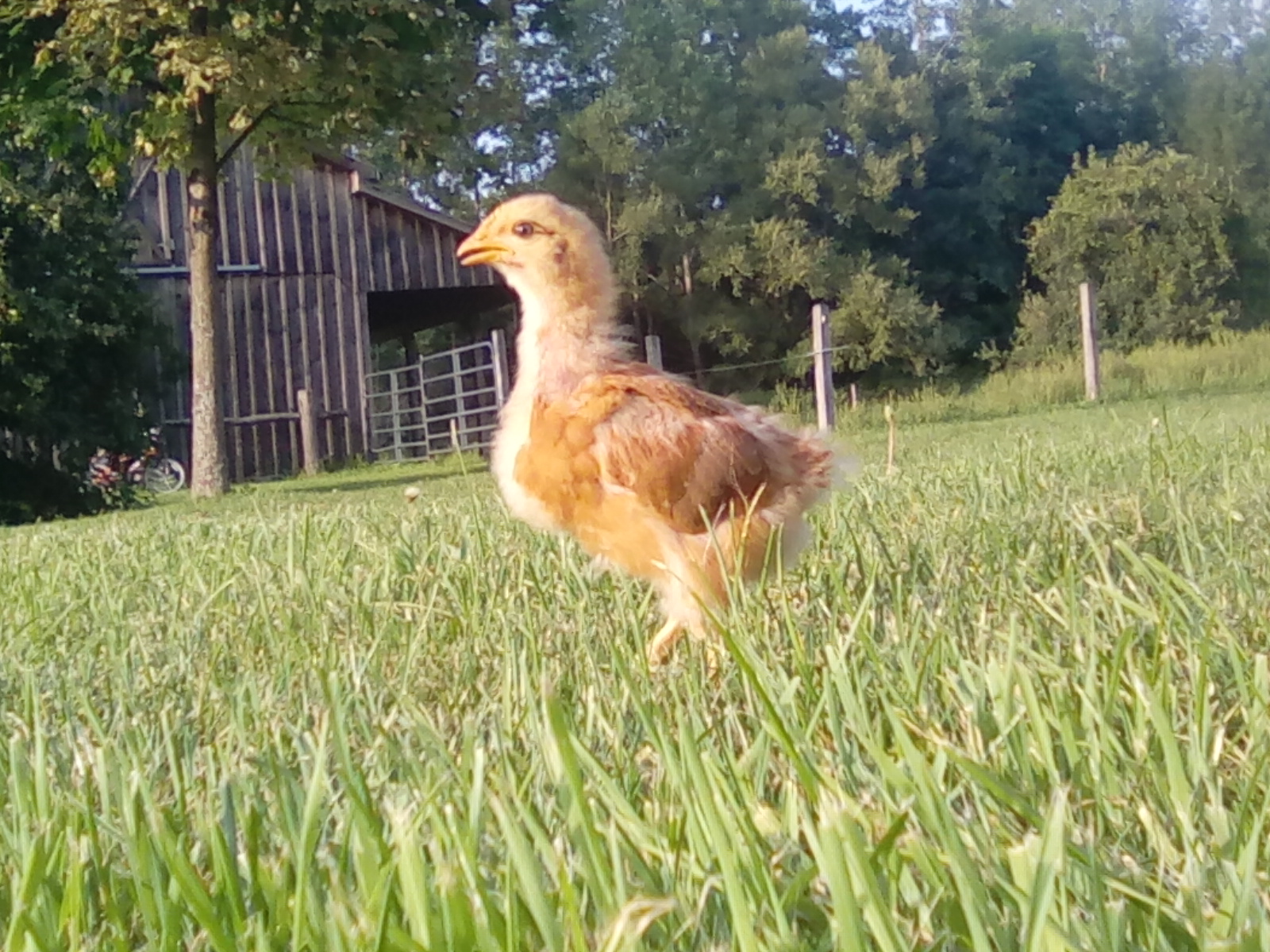 Tigerlily the mutt chick.