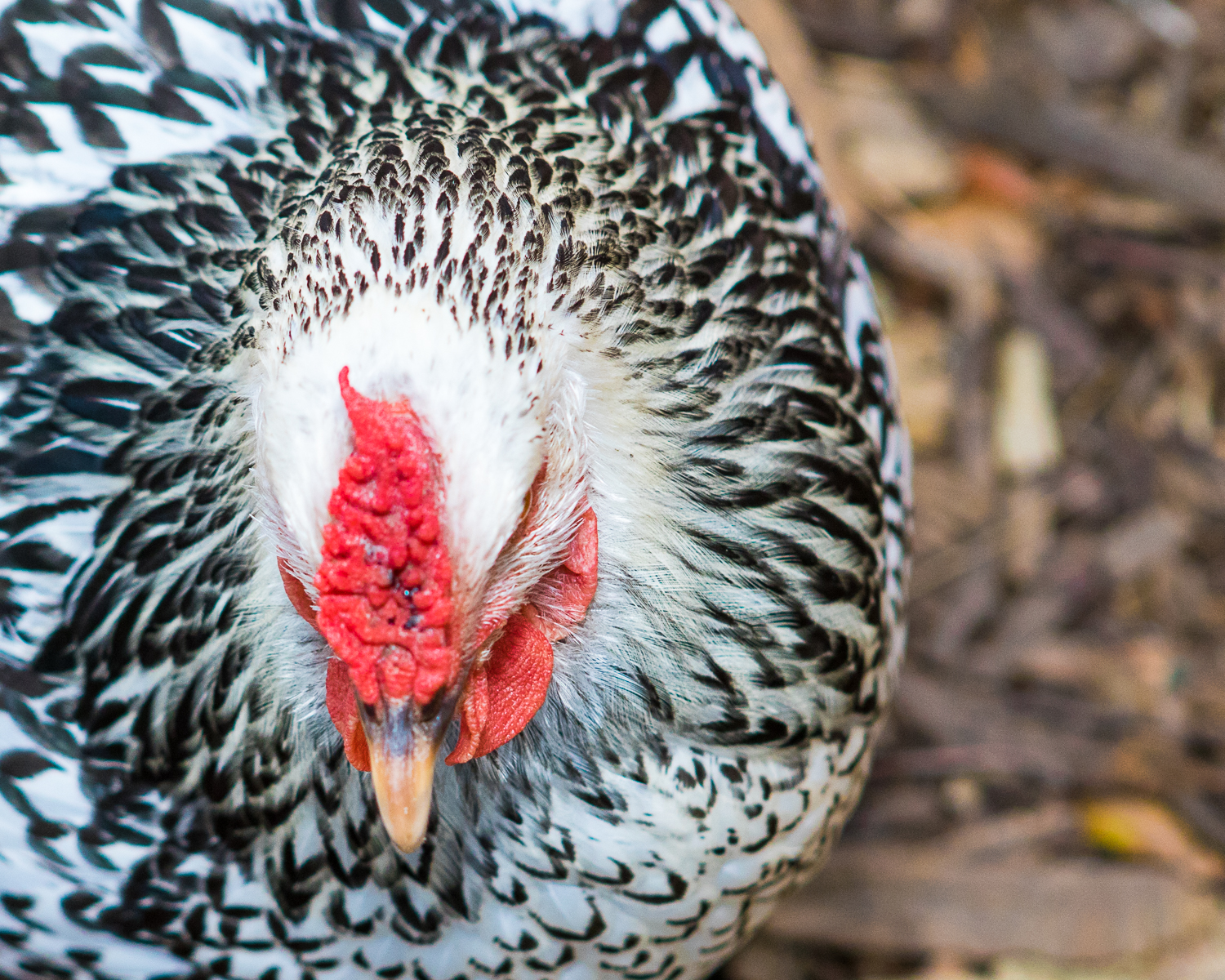 Tiki (Silver-Laced Wyandotte)