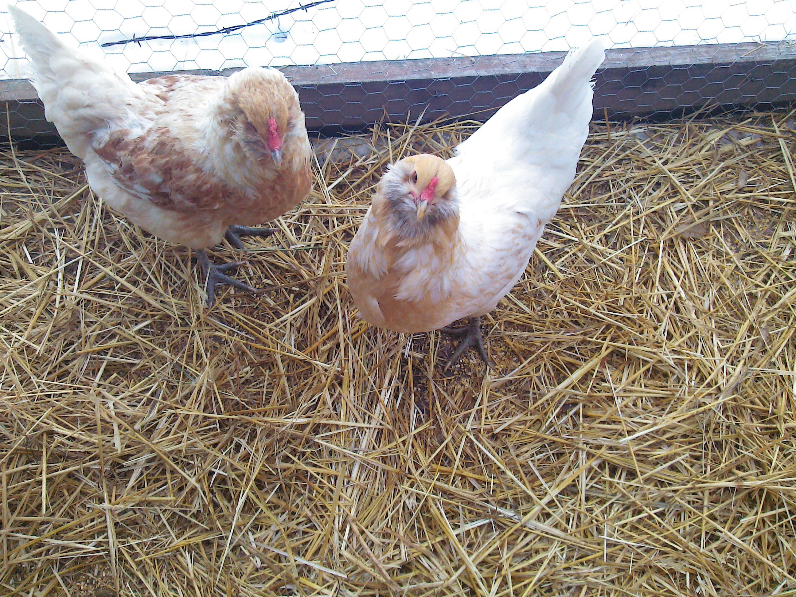 Tilde and Bernice. Tilde is posing.