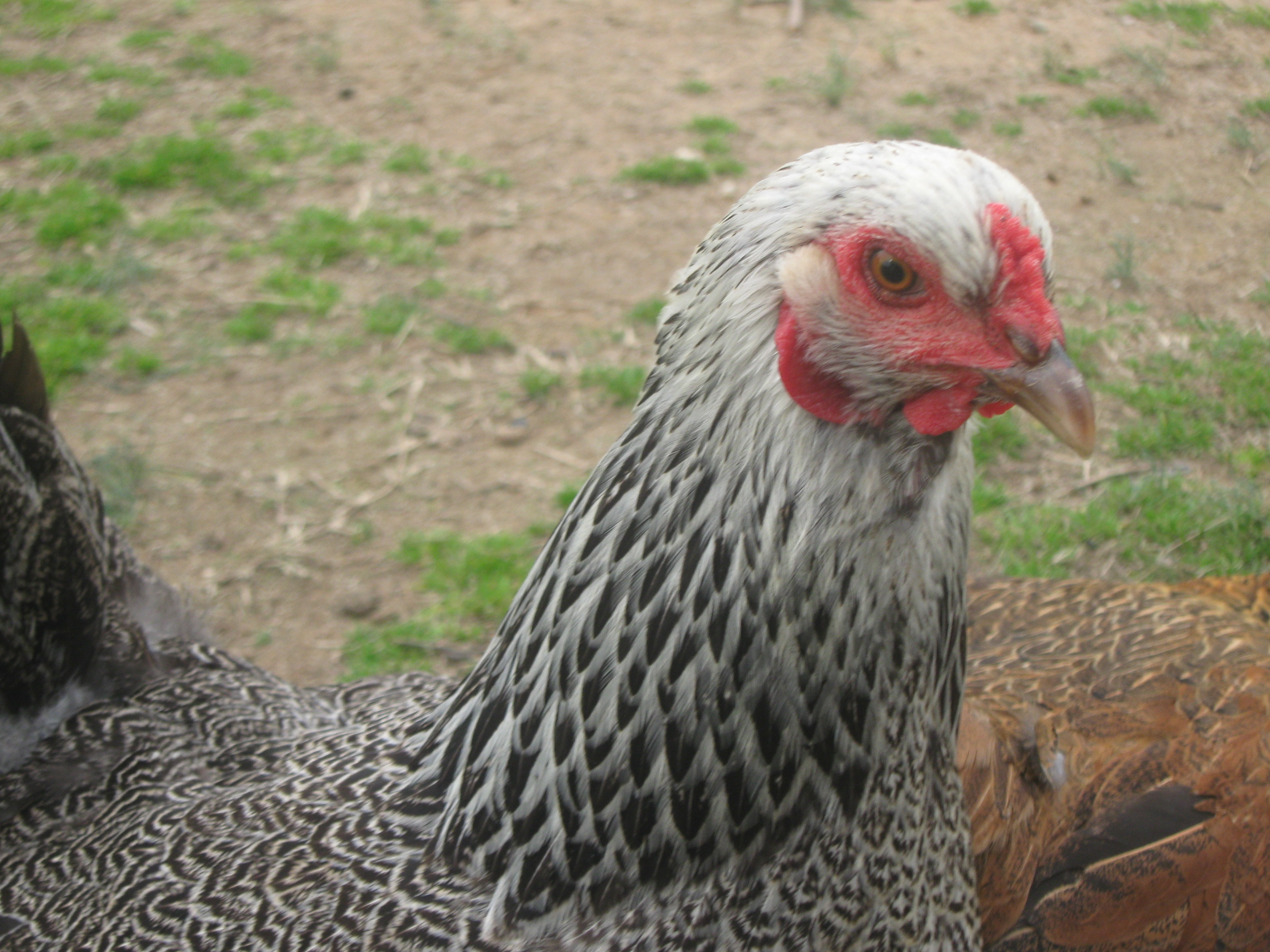 Tillie one of my Dark Bhrama hens, she will be a year  march 16th, I a going to replace her roo this spring I lost him last summer to the heat.