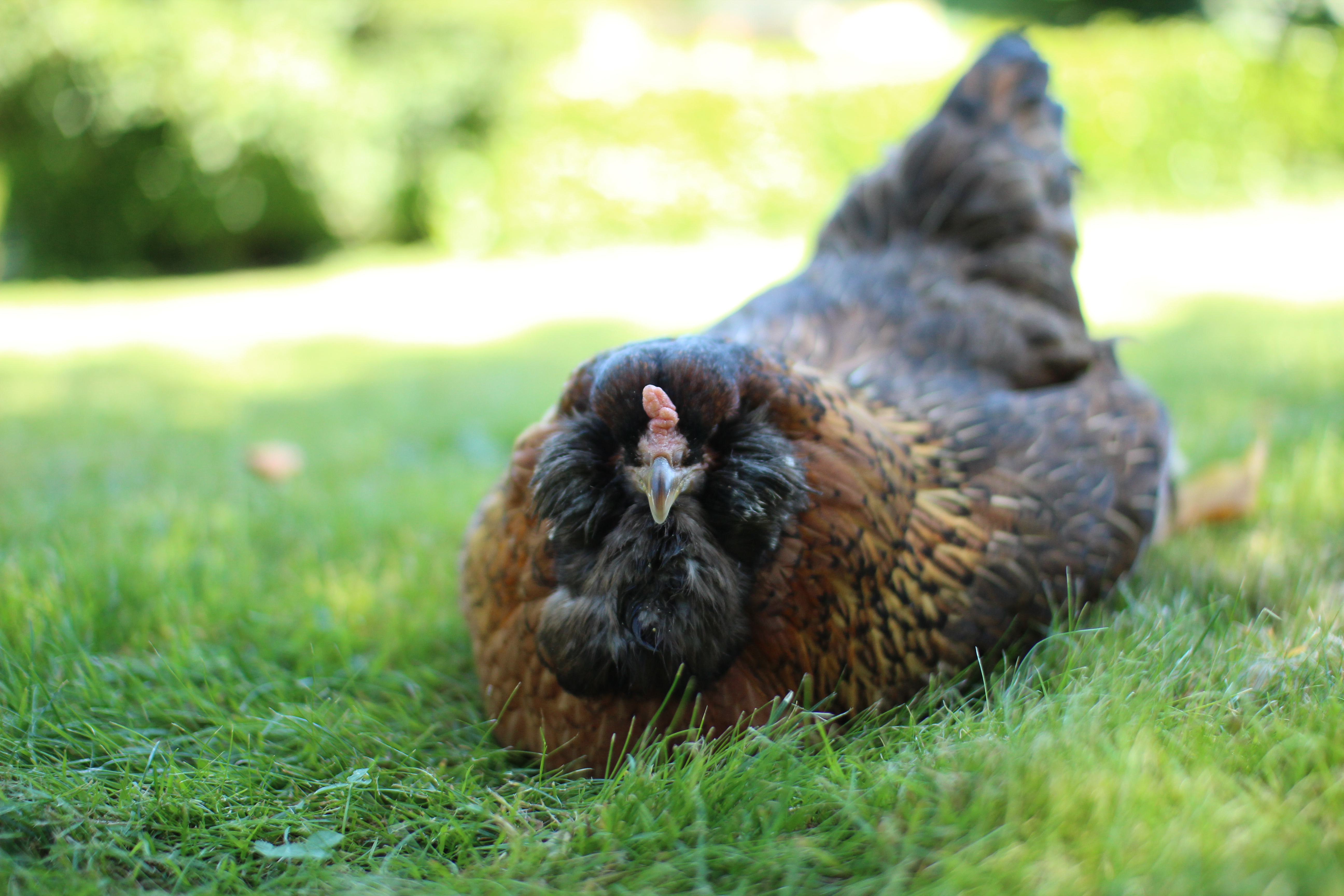 Tillie, our 7 year old Ameraucana, lounging in the grass.