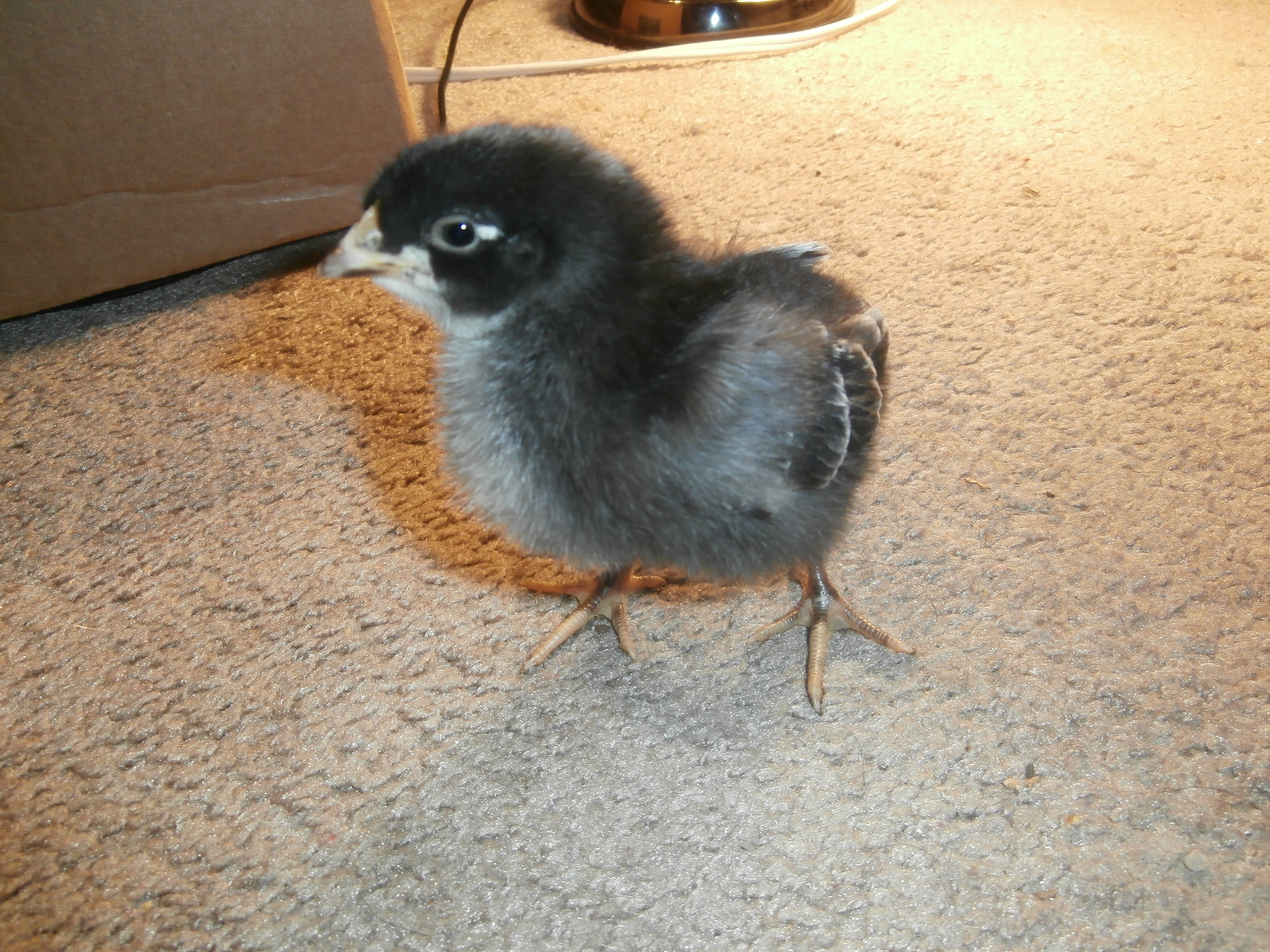 Tilly, 7-10 days old.