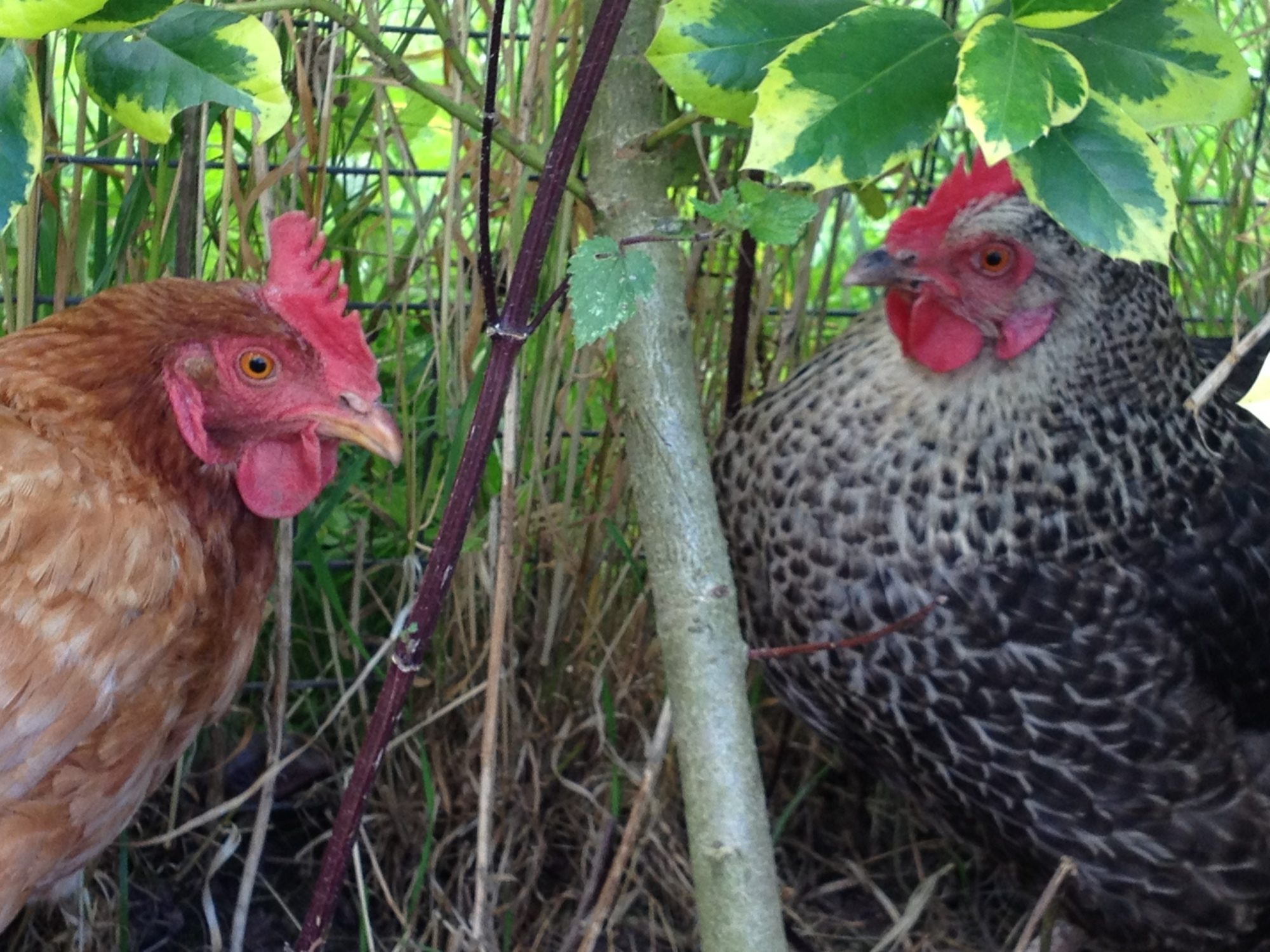 Tilly and Millie