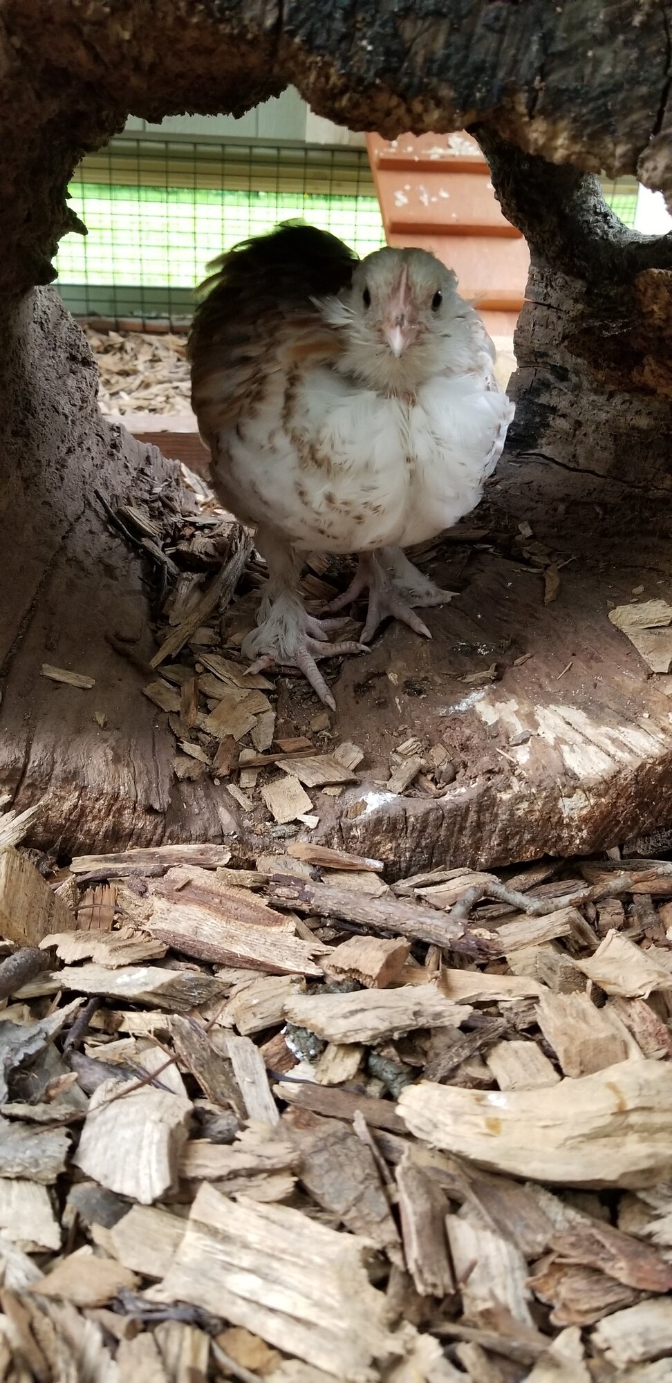 Tilly enjoying the Log pass thru
