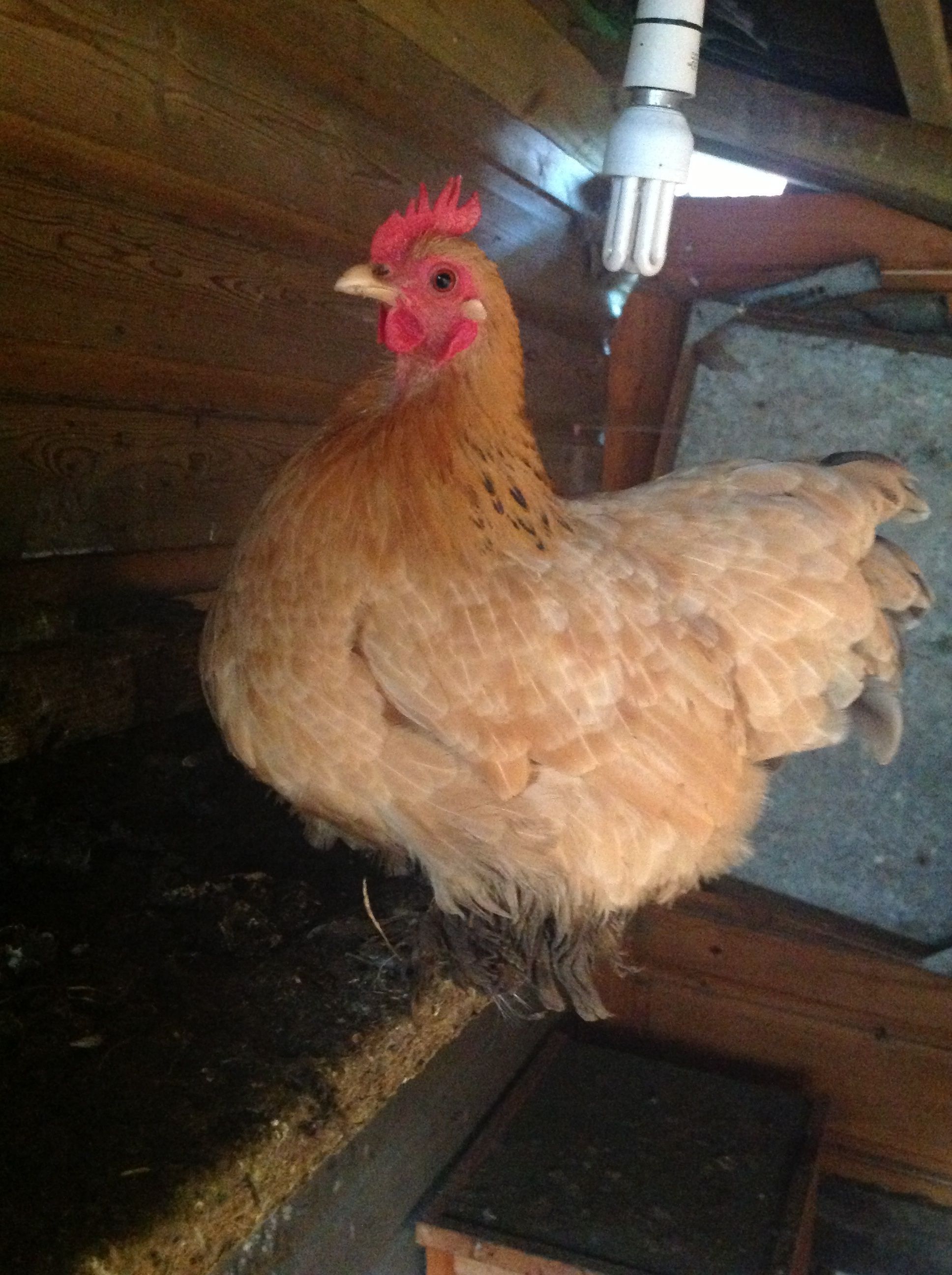 Tilly, My pekin bantam
