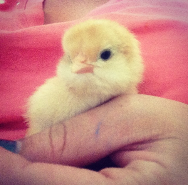 Tilly- my strawberry olive egger. She was about a week old here.