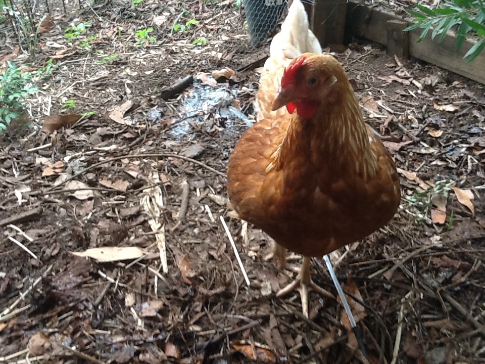 Tilly scratching in the sprinkler set up