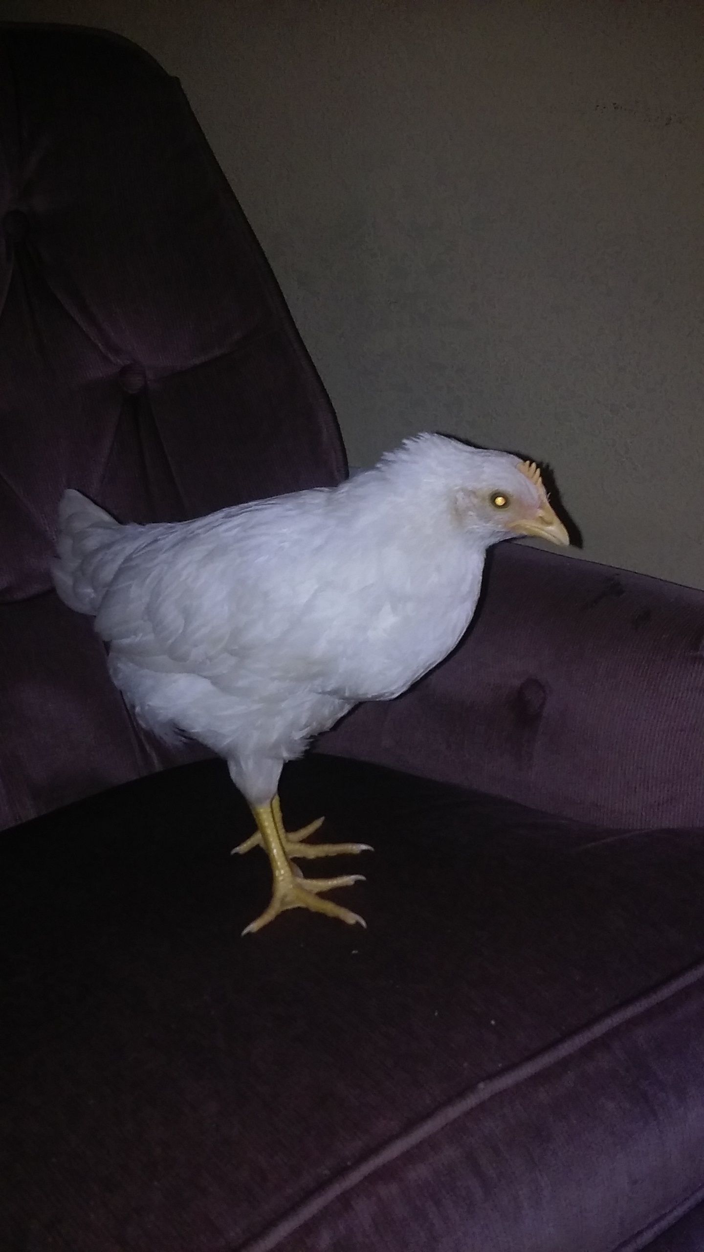 Tilly shes a white leghorn