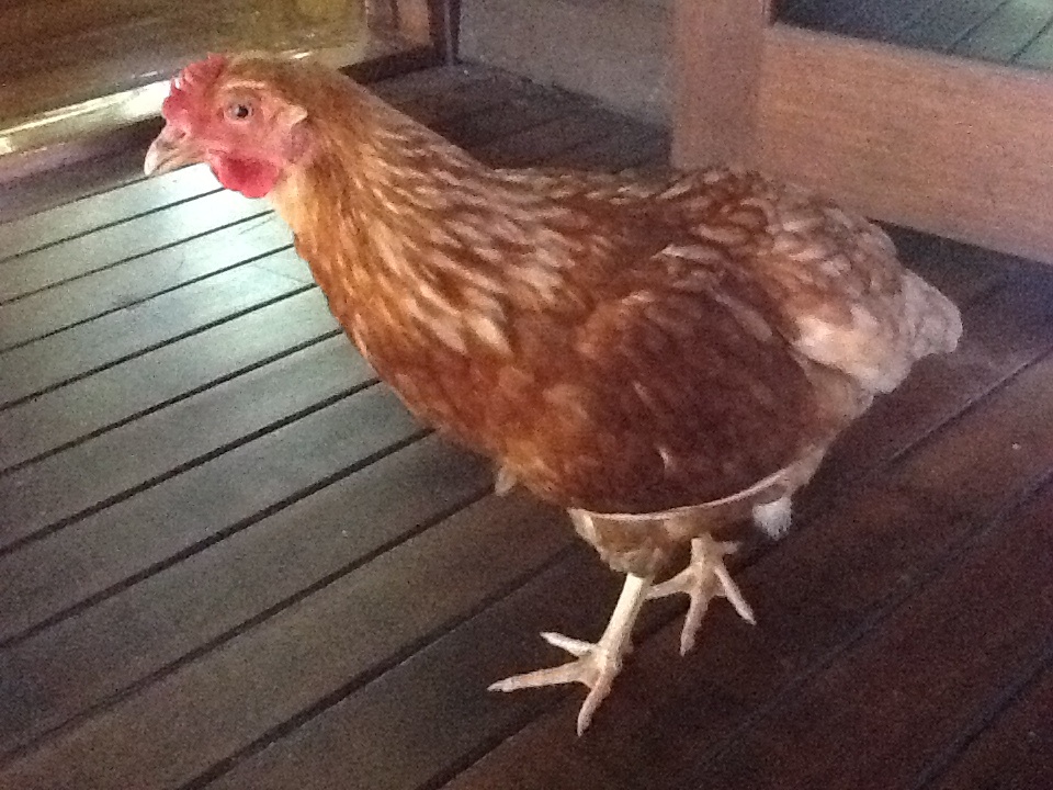 Tilly the house chicken