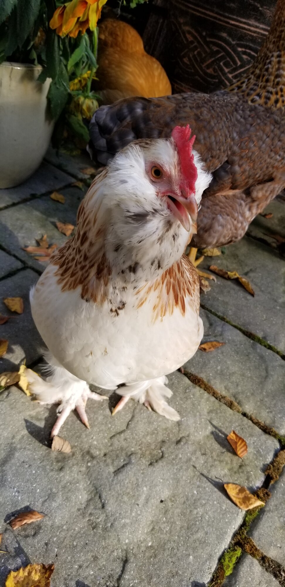 Tilly