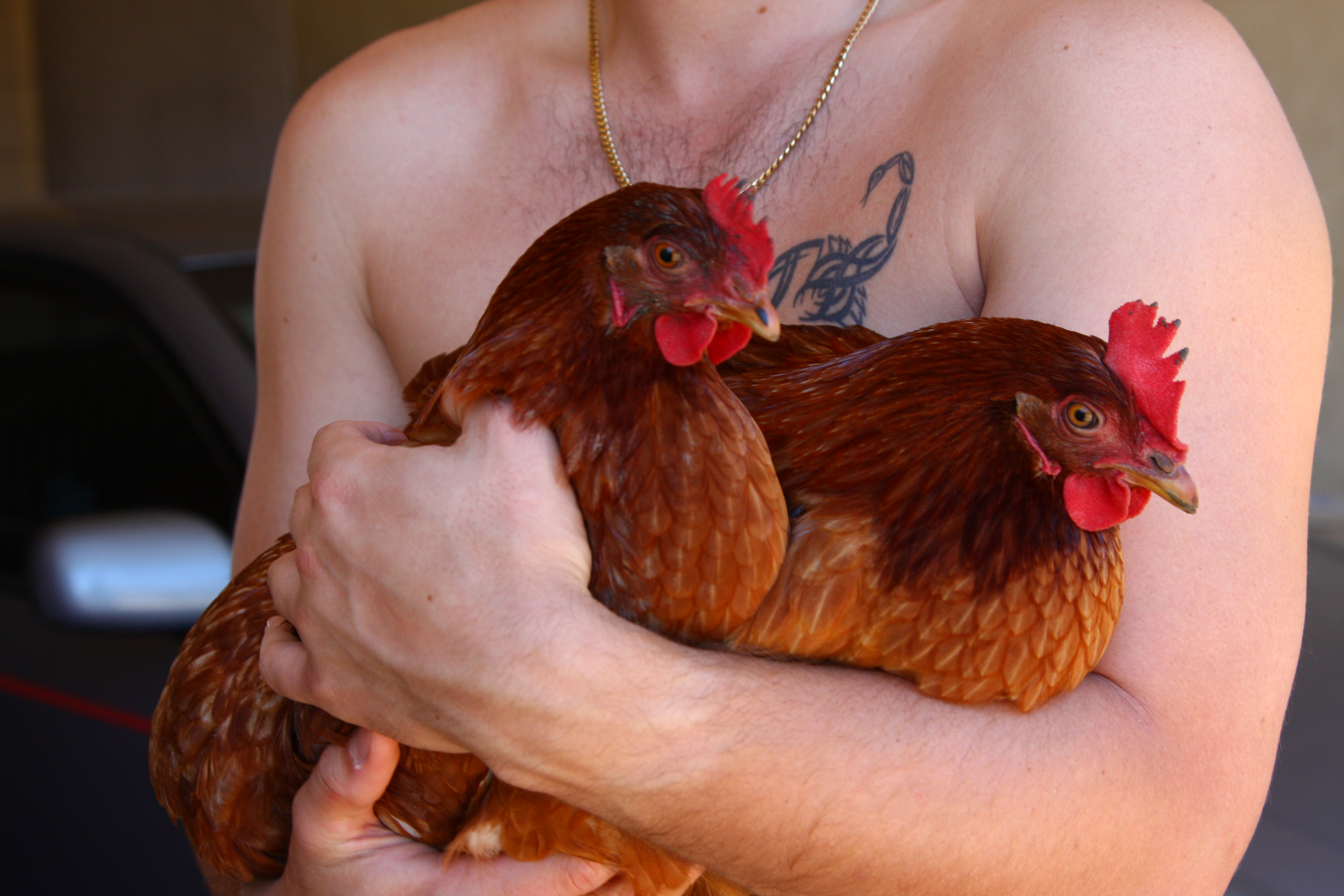 Tim, cheeky and Henrietta.