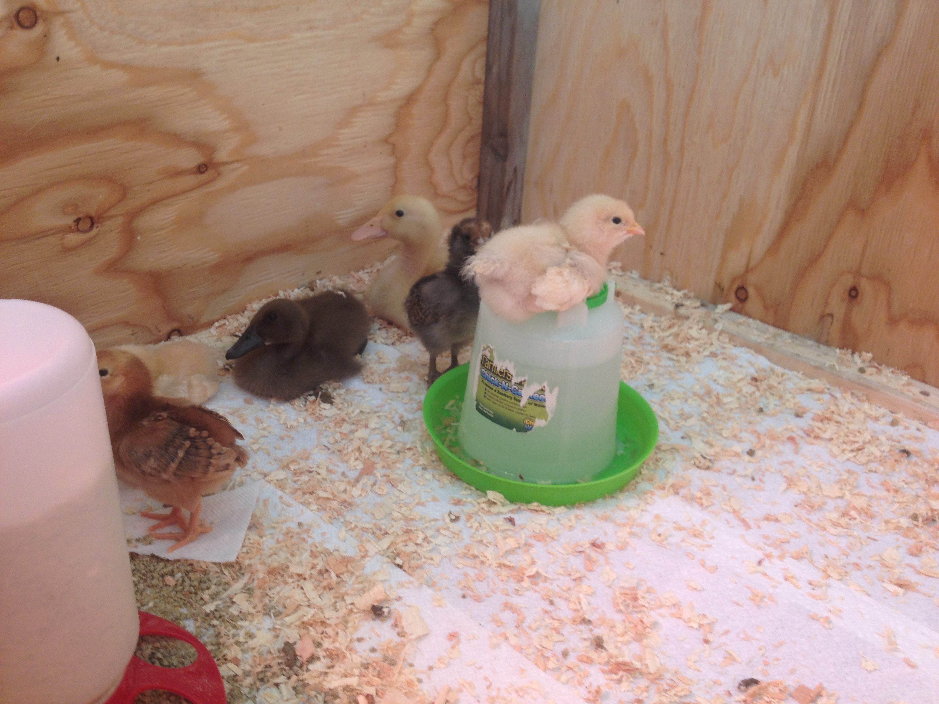 Time for a bigger waterer