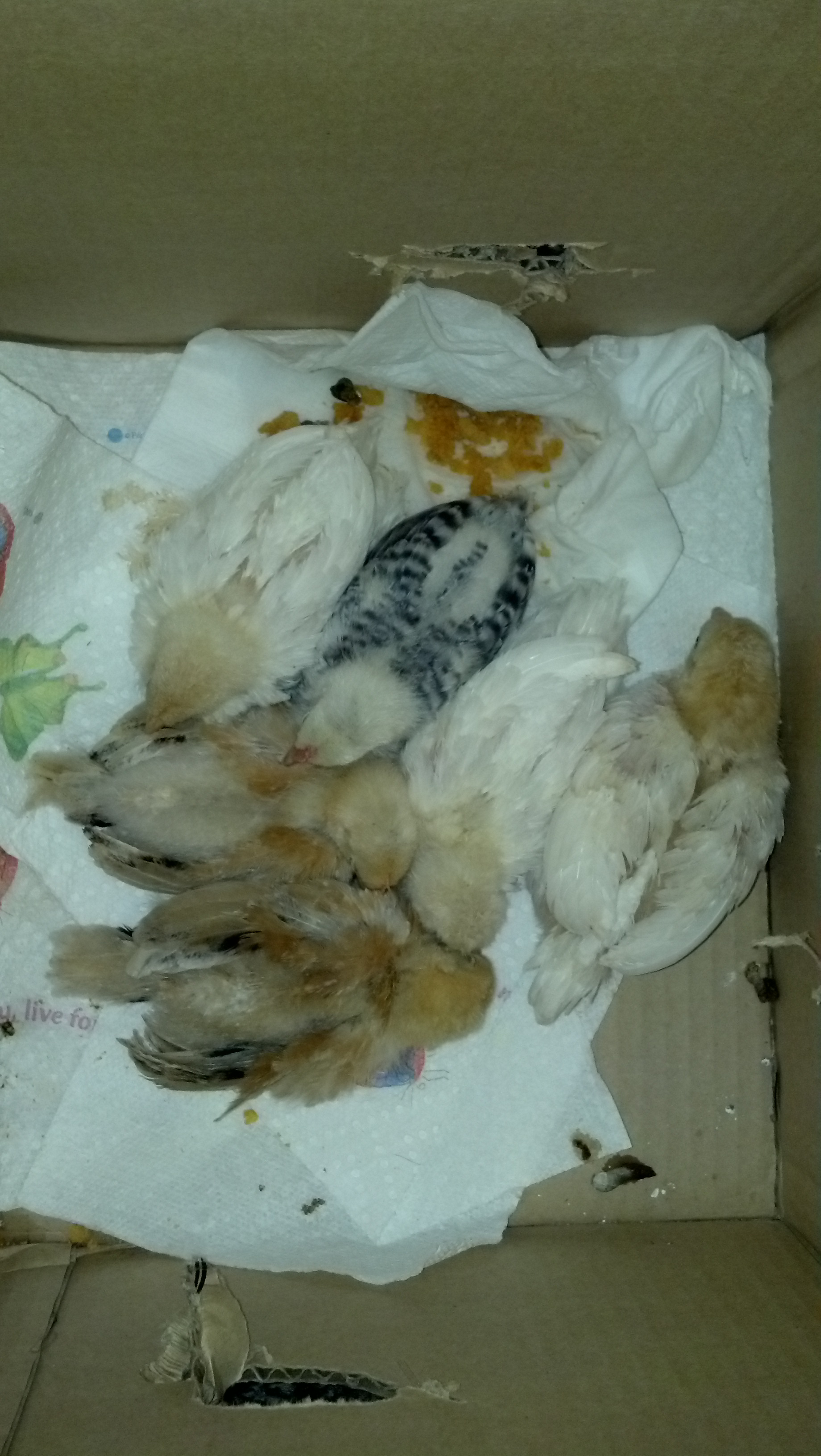 Time to clean the cage again!  Everyone in the box.