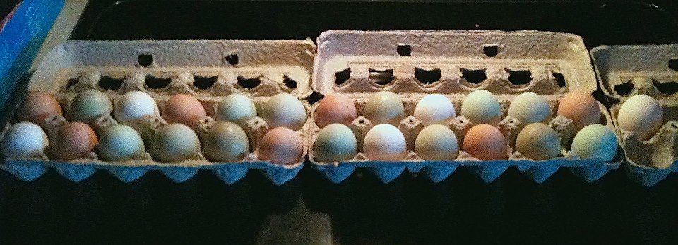 Time to give away some eggs to the neighbors (half dozen each)