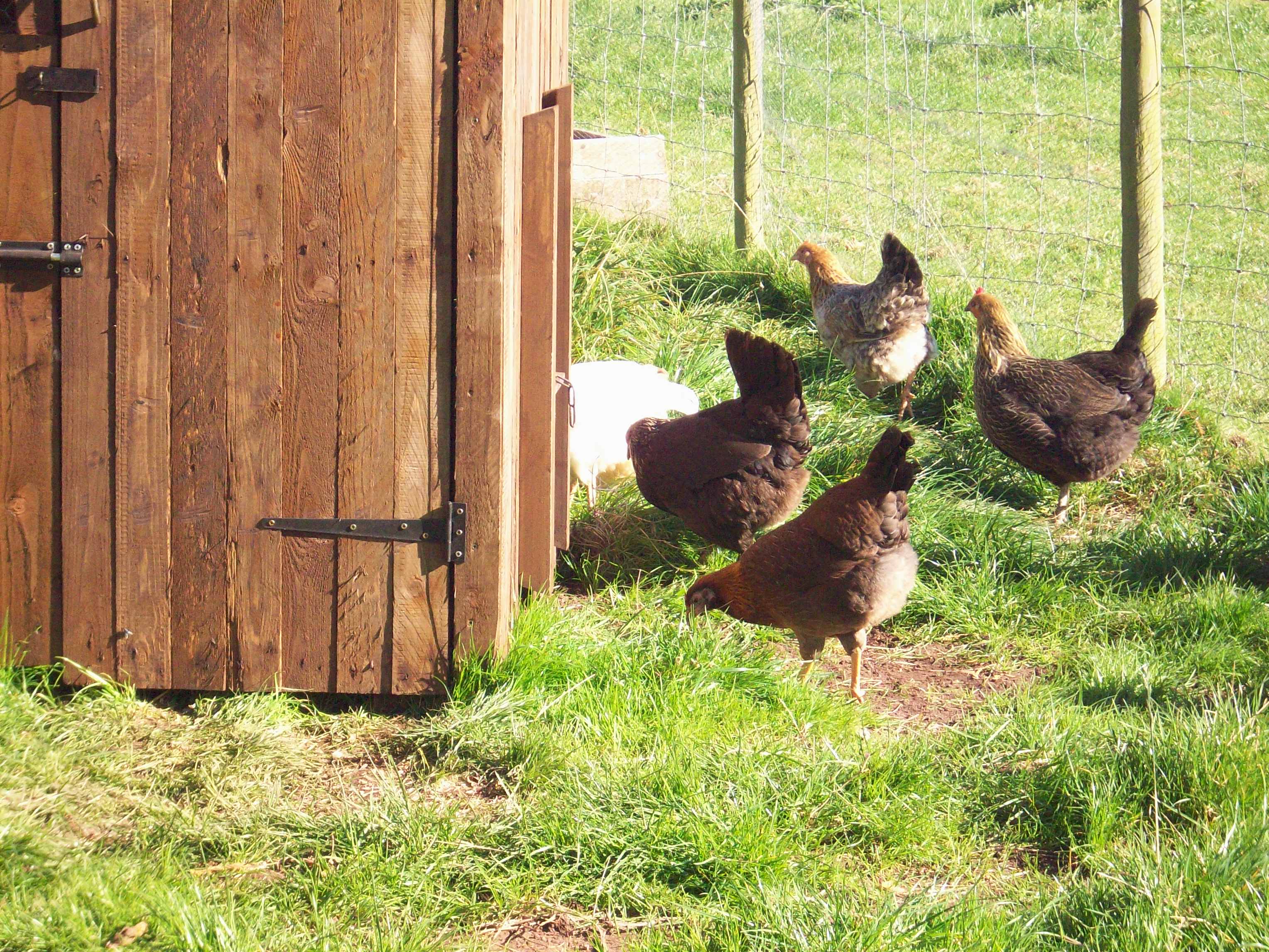 time to inspect the new hen house