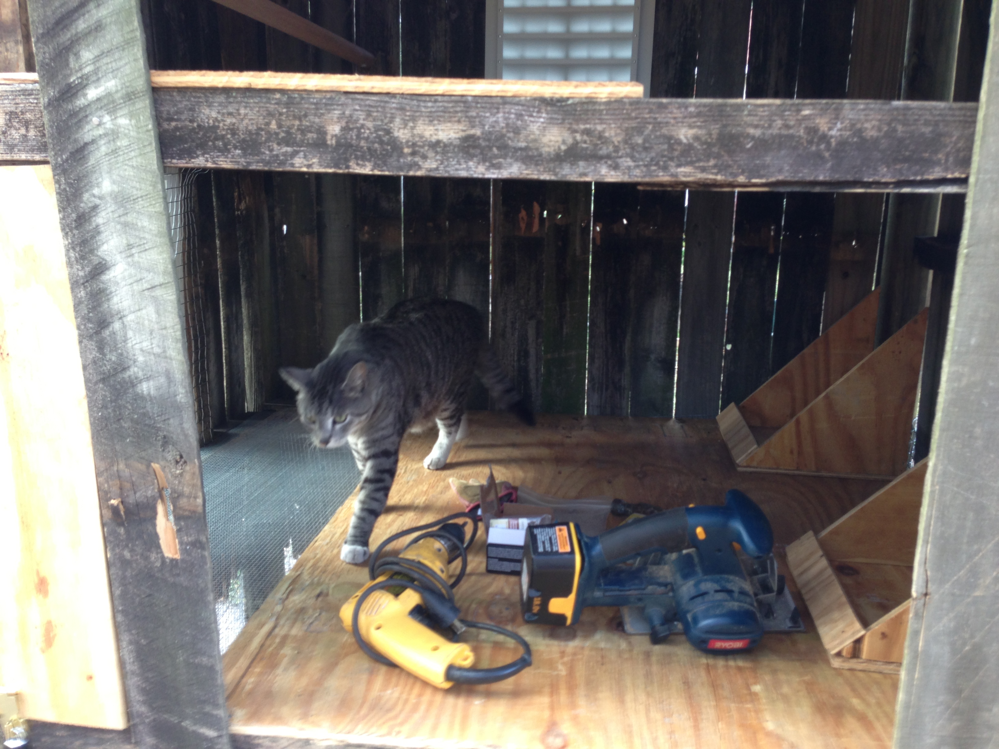 time to kick the cat out! He's been lounging all week in the coop