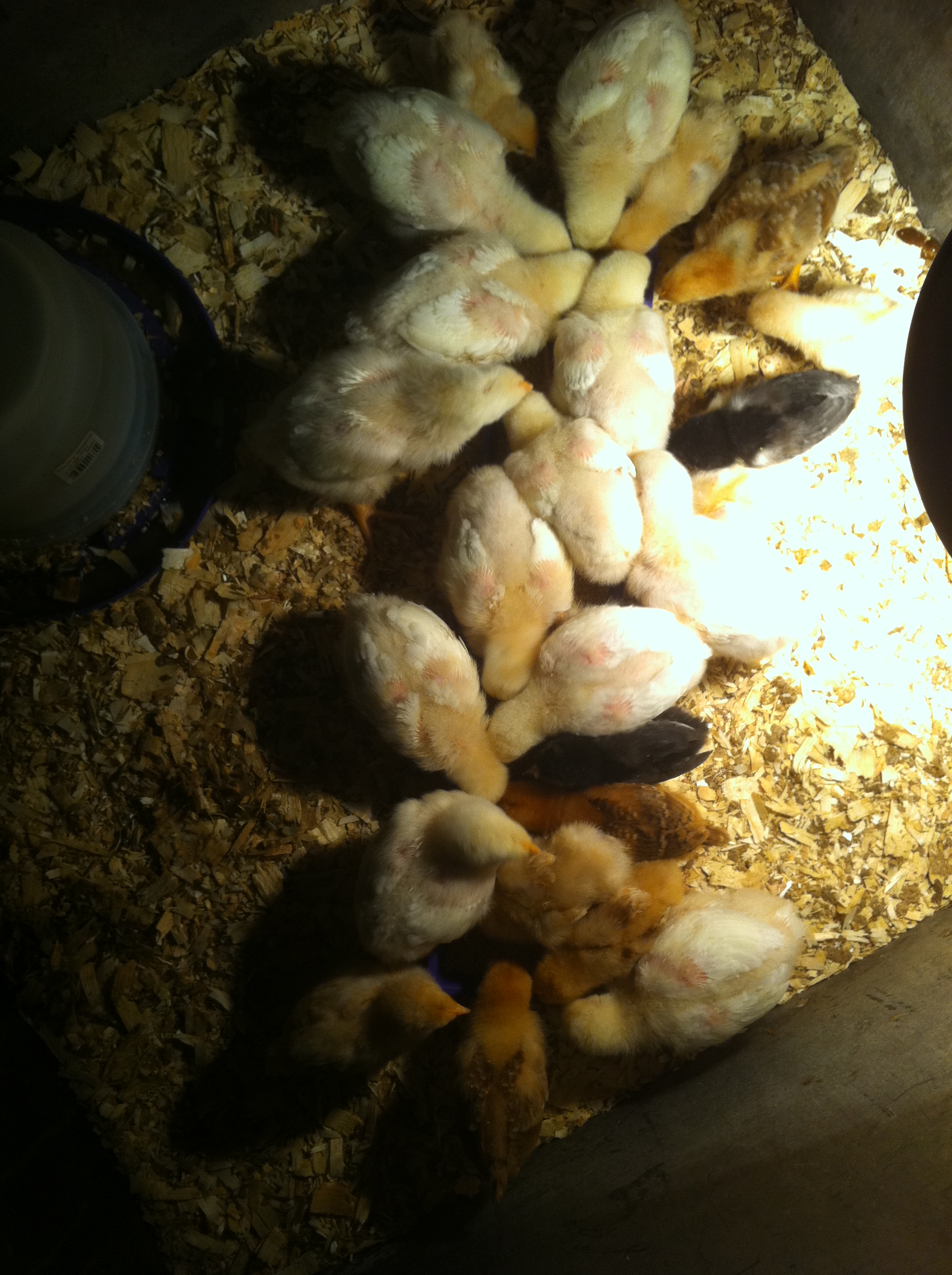 Time to separate them...  Not much room at the feeder at mealtime!