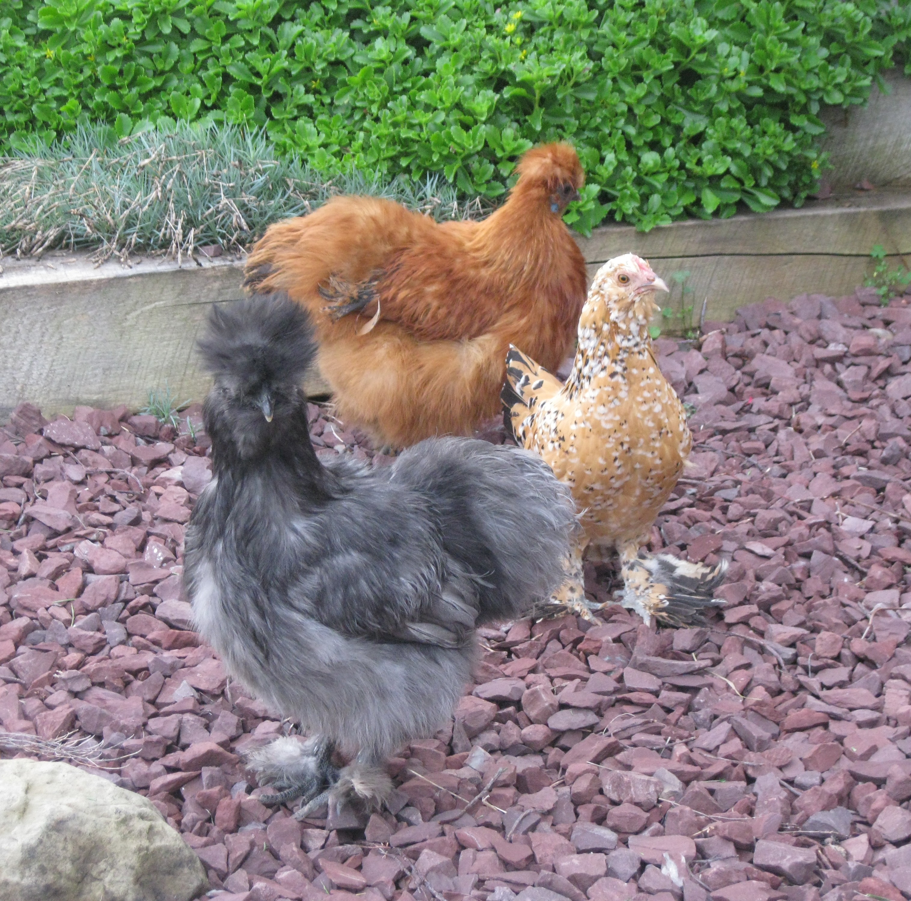 Tinkerbell, Joy, and Honey Bun