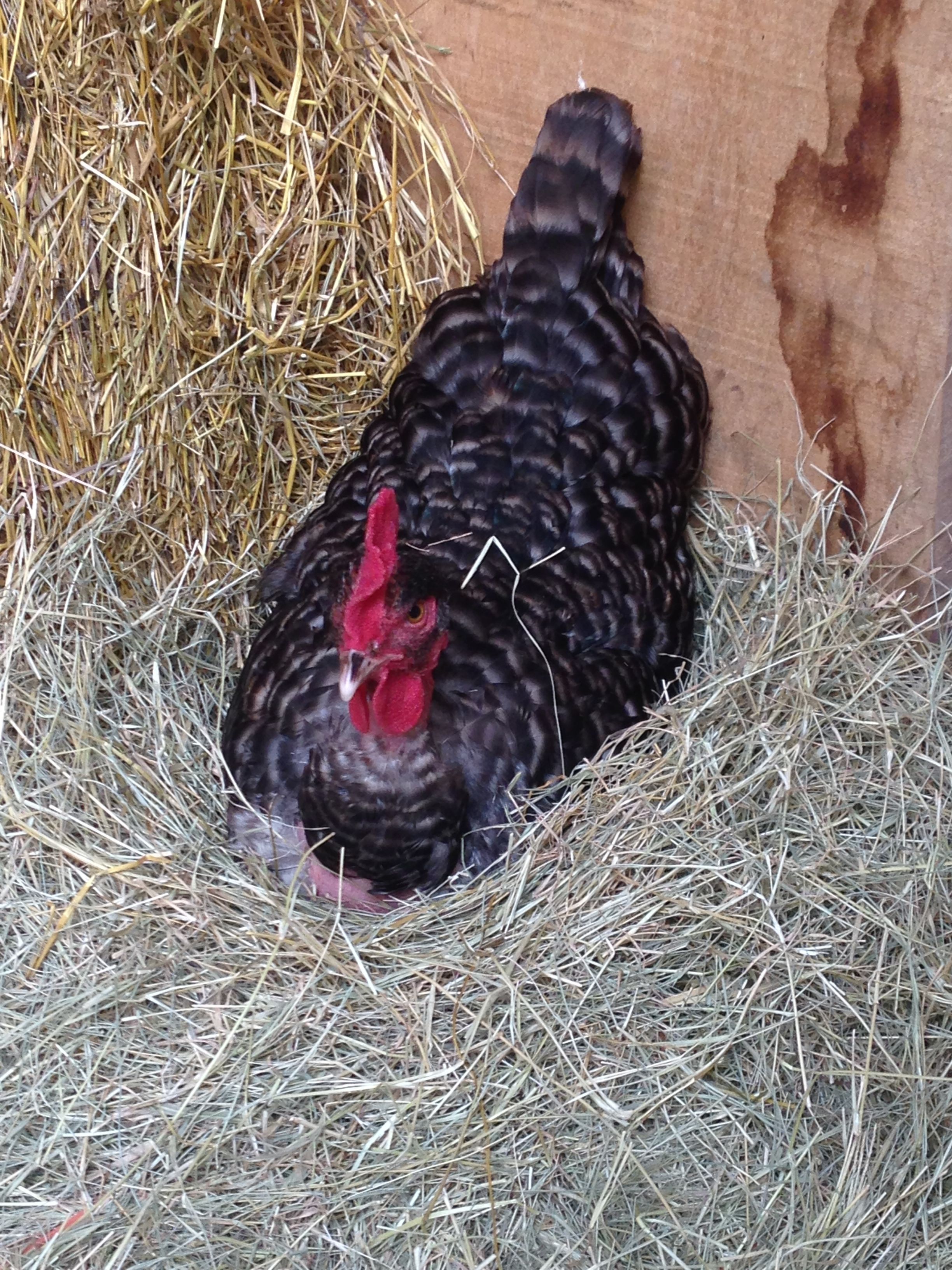 tinkerbell my turken hen setting