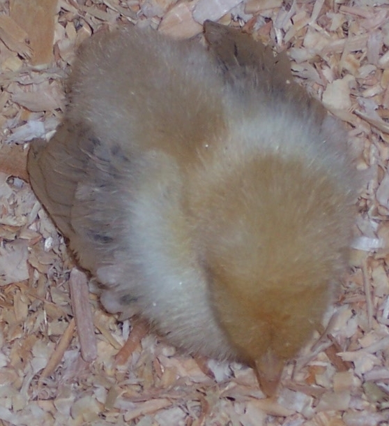 Tiny bantam