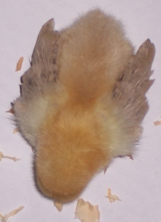 Tiny bantam