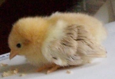 Tiny bantam