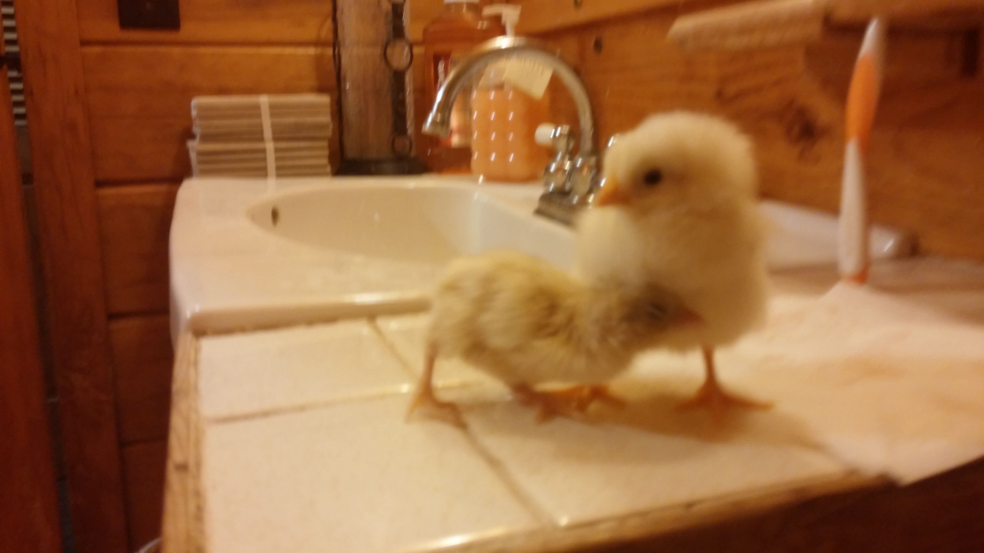 Tiny chick that loves to cuddle