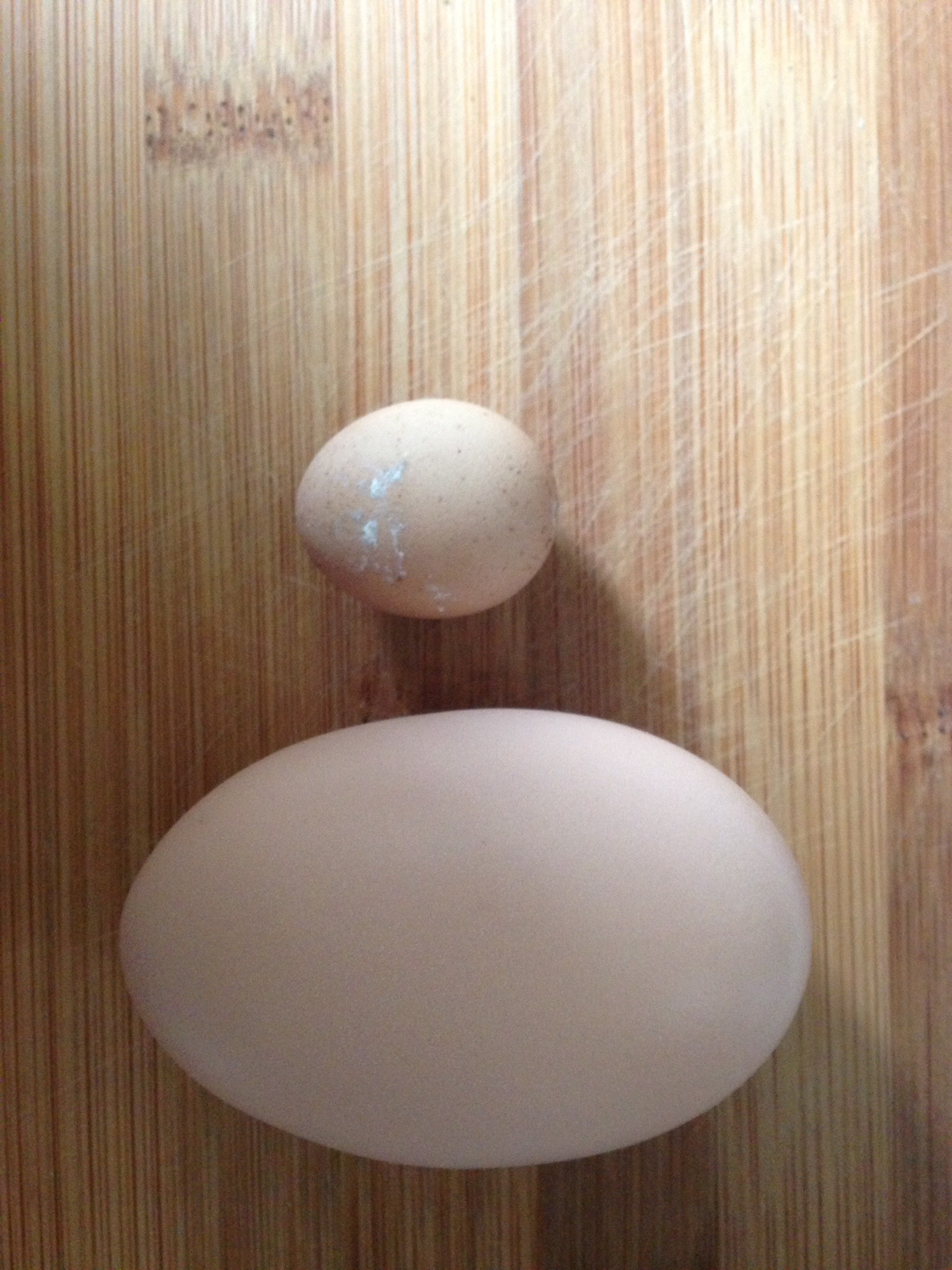 Tiny egg weighing less than 10 grams laid yesterday, next to jumbo egg 70grams laid today.