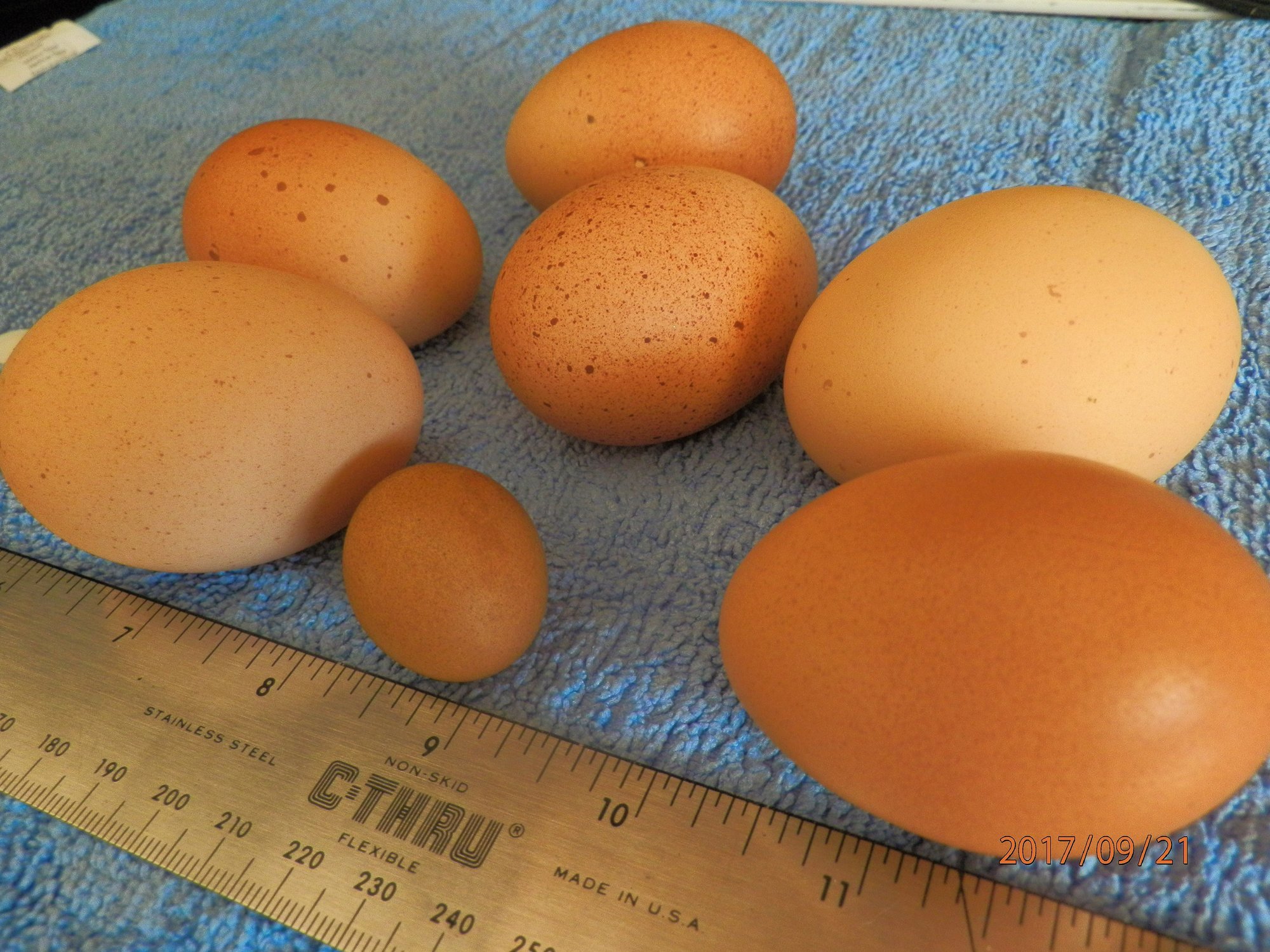 Tiny Egg