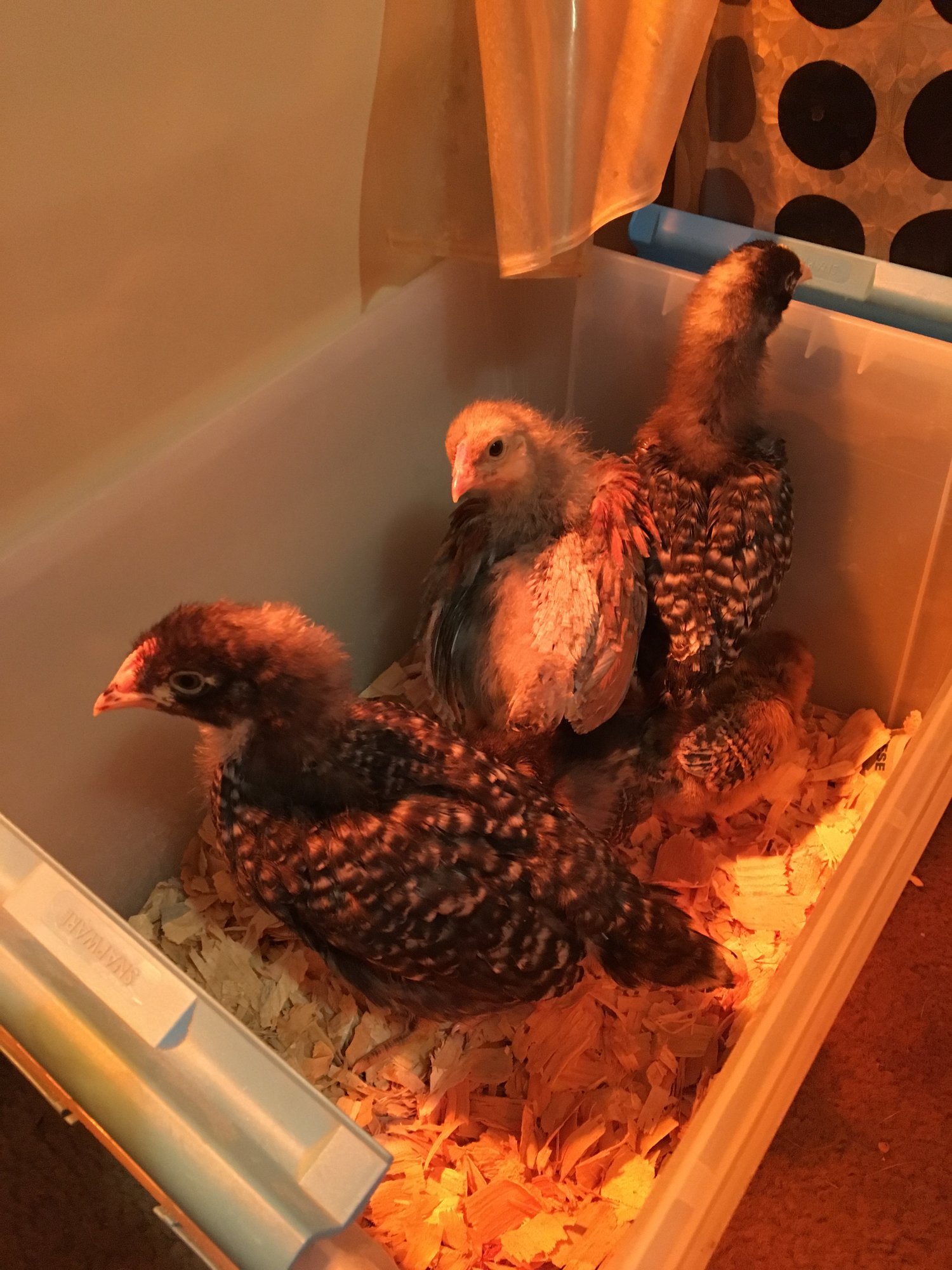 Tiny Flock
