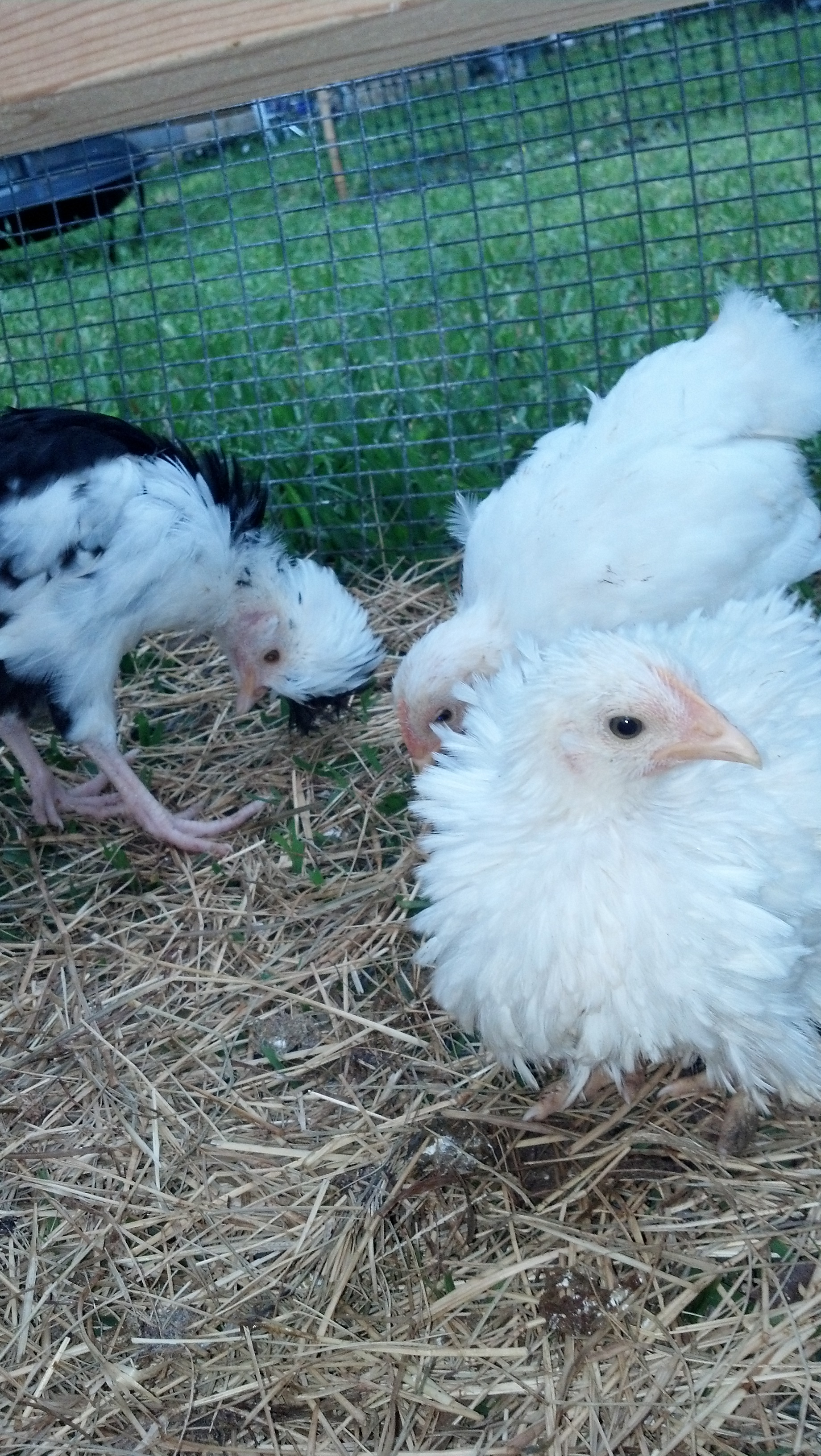 "Tiny", "Frizz" and one of the Mottled Houdan babies.