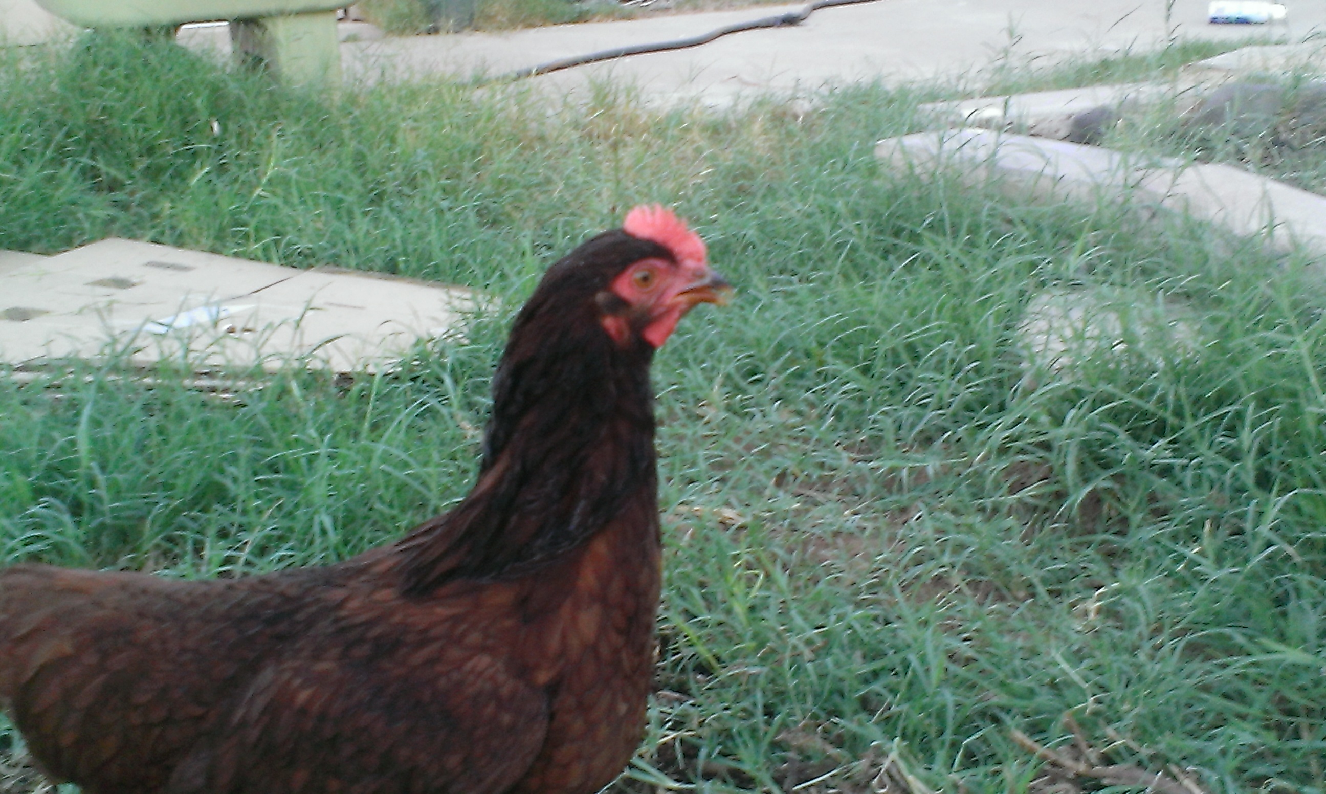 Tiny, looking off into the distance.