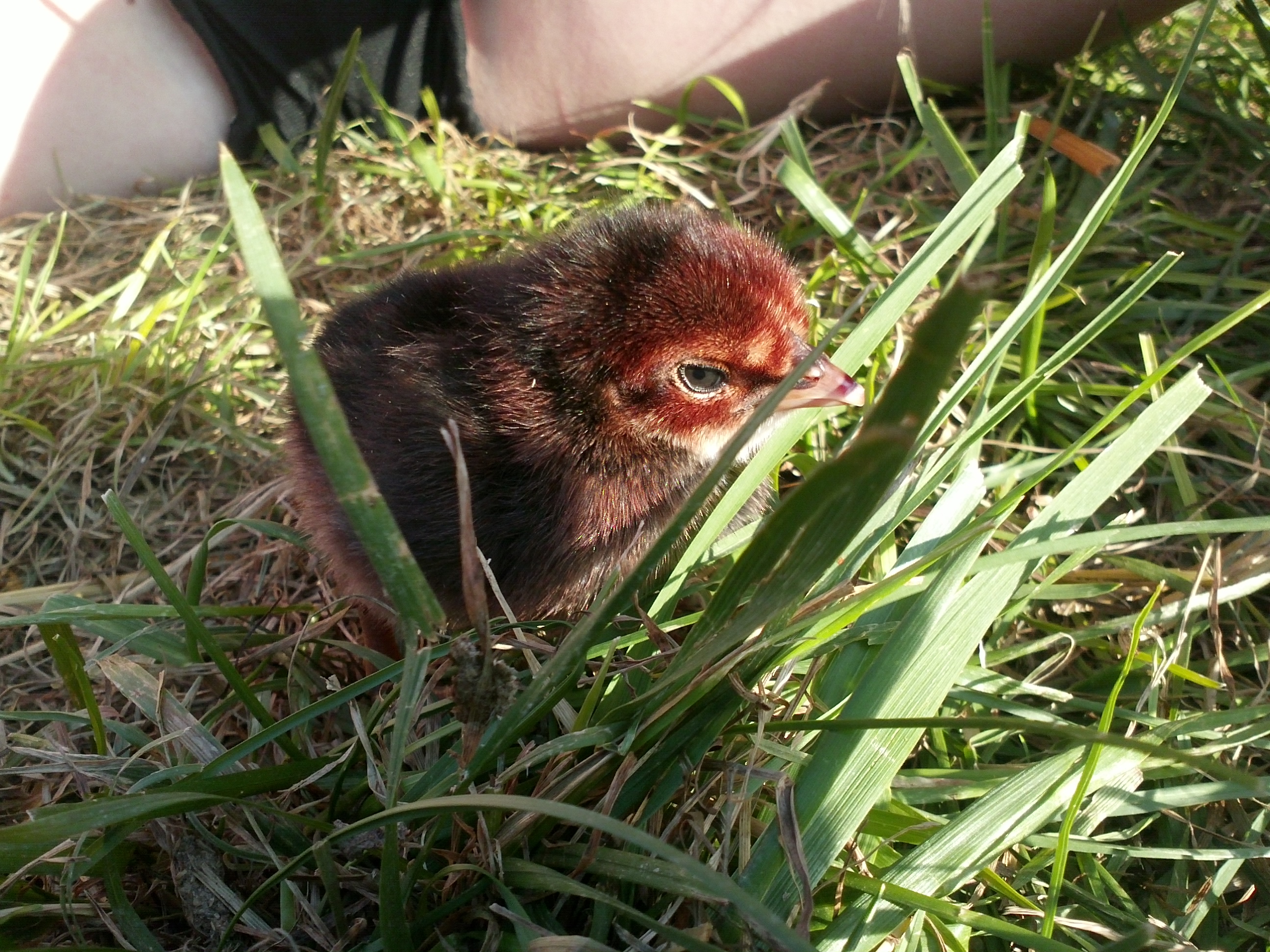 tiny new chick hatched by a broody brahma momma