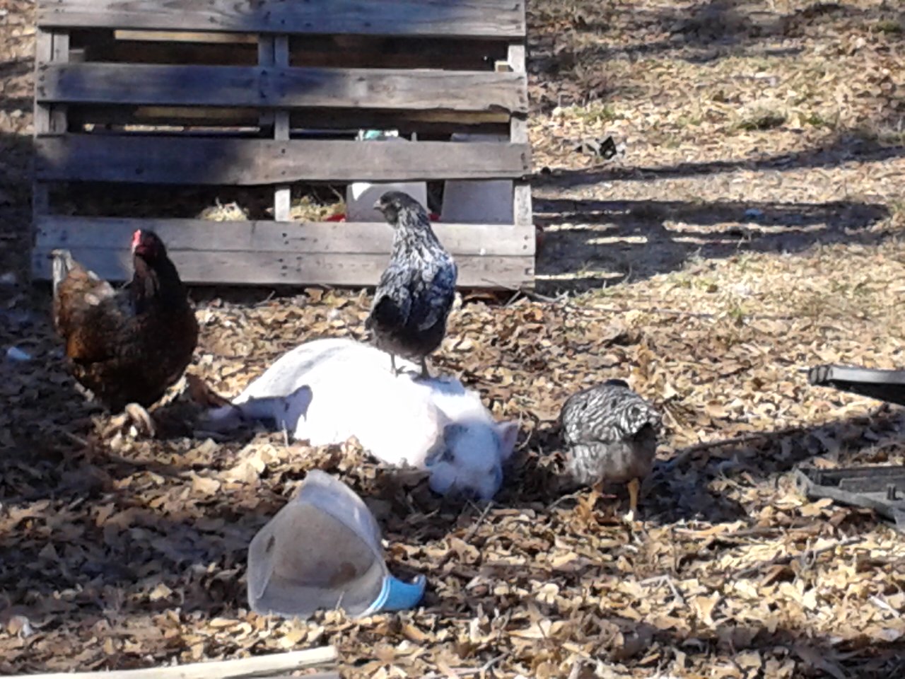 Tiny Pig and Her Minions! My EE pullet on her back. Another EE to her left and a Dark Cornish to her right. They dont go anywhere without each other!