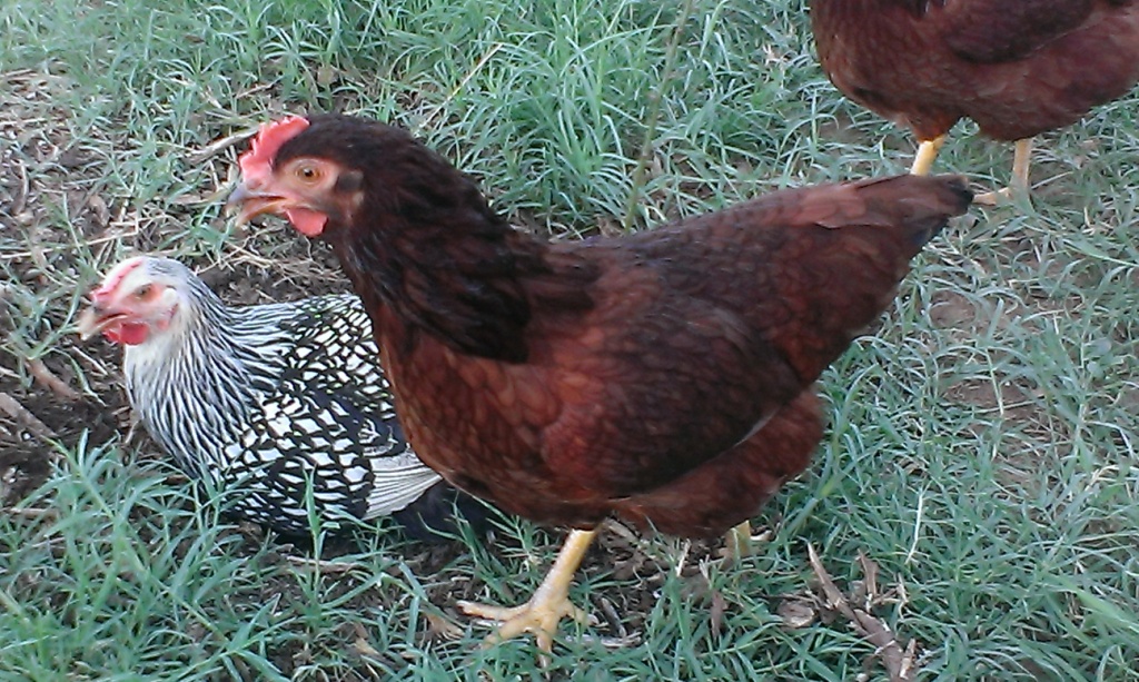 Tiny (Production Red) with Magic in the background - the baby of the flock