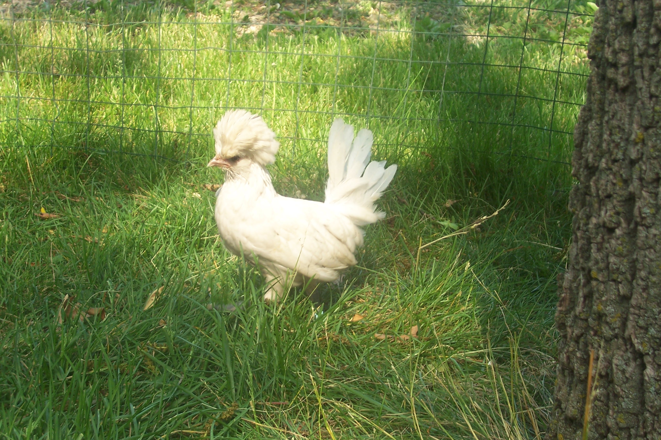 Tiny Splash My Polish Hen
