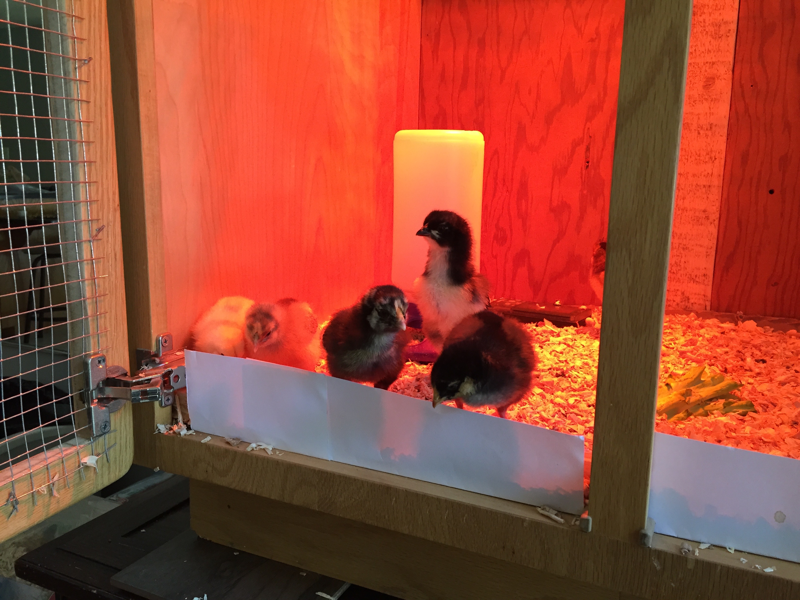 Tiny terrors mocked our first attempts to keep the bedding inside...