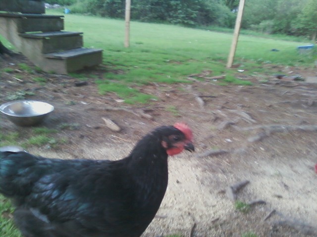 Tiny the black jersey giant rooster at 8 weeks old. almost impossible to get a picture of him, he never stops moving. i cant wait for him to crow!