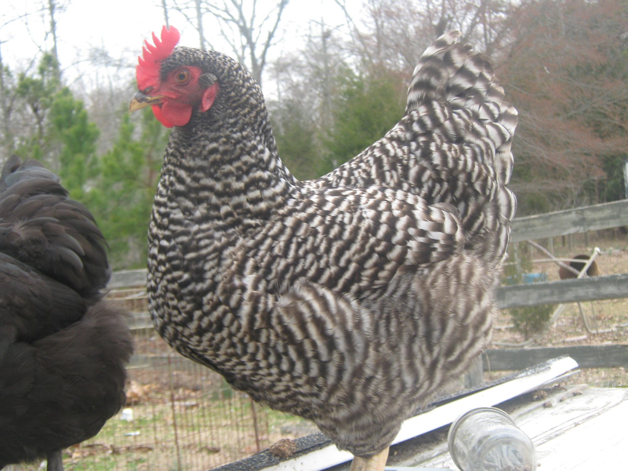 Tipi ,  such a full of life little hen... the barred rocks are a great breed.