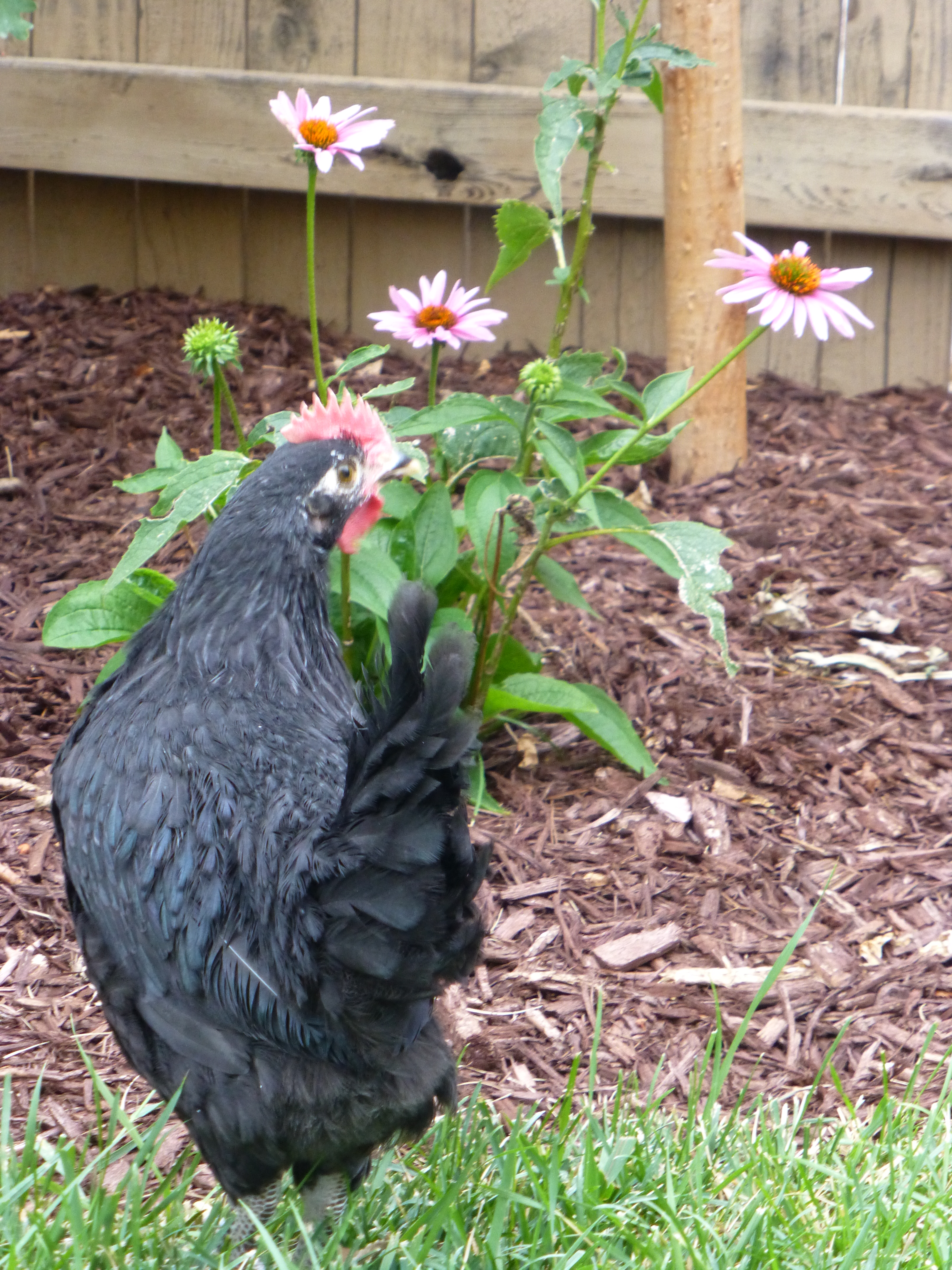 Tipitoni the Rooster