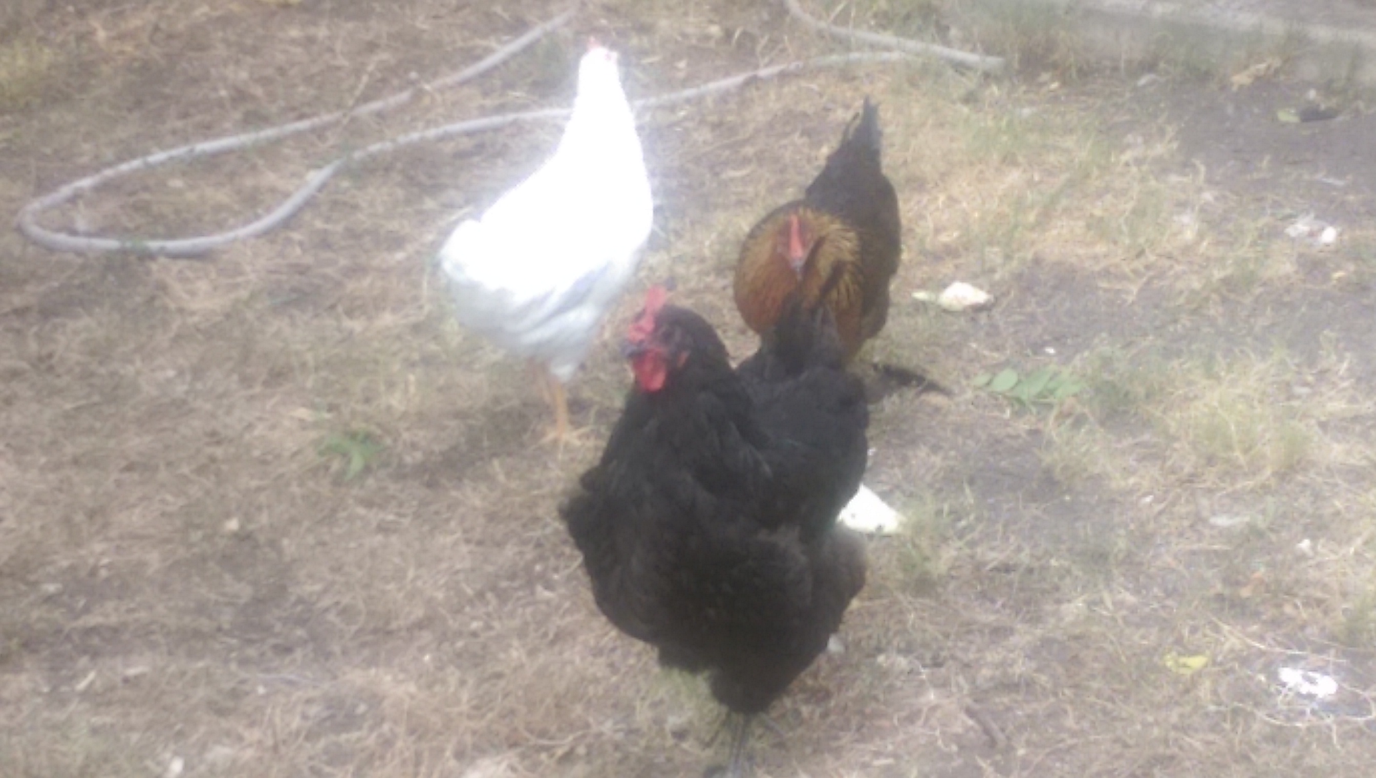Tippy, black austrolpe, ran to be in front of the picture. Was trying to capture our two leghorns, Singer (white) and Strutter (brown)