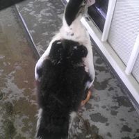 tippy toe back