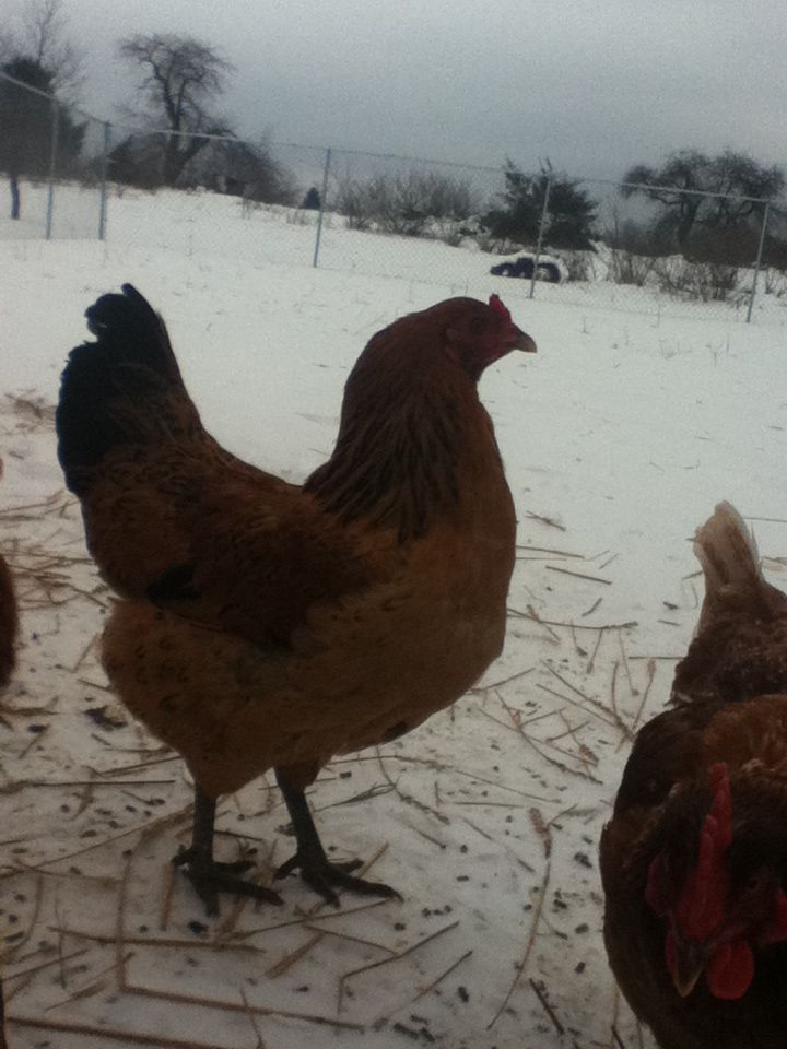 Tis is Goldie....she spazzes out when I pick her up :) but it normal she was well we got her along with three others right before they started layin' but sees doing better