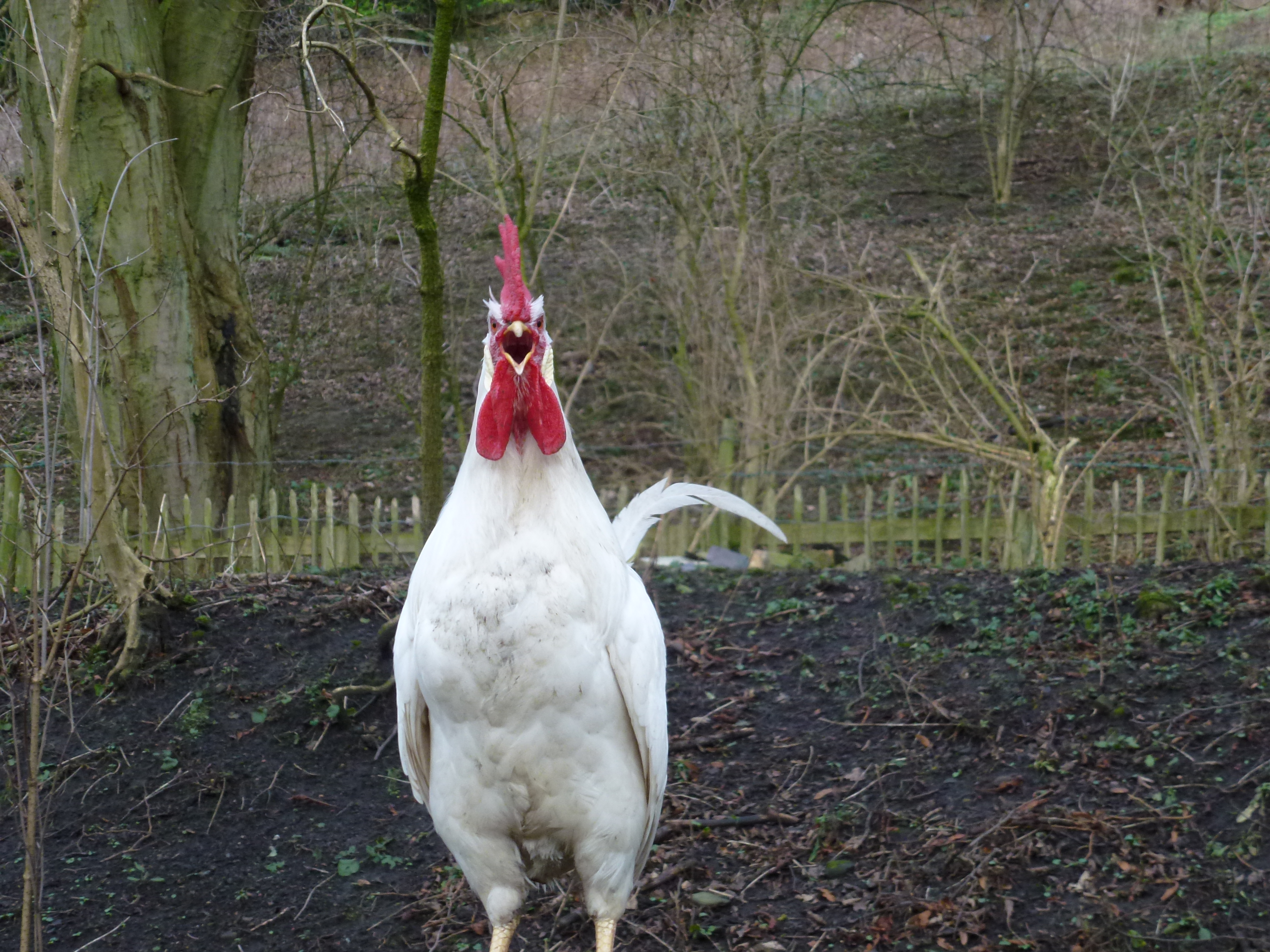 Titan- my White Star cockerel
