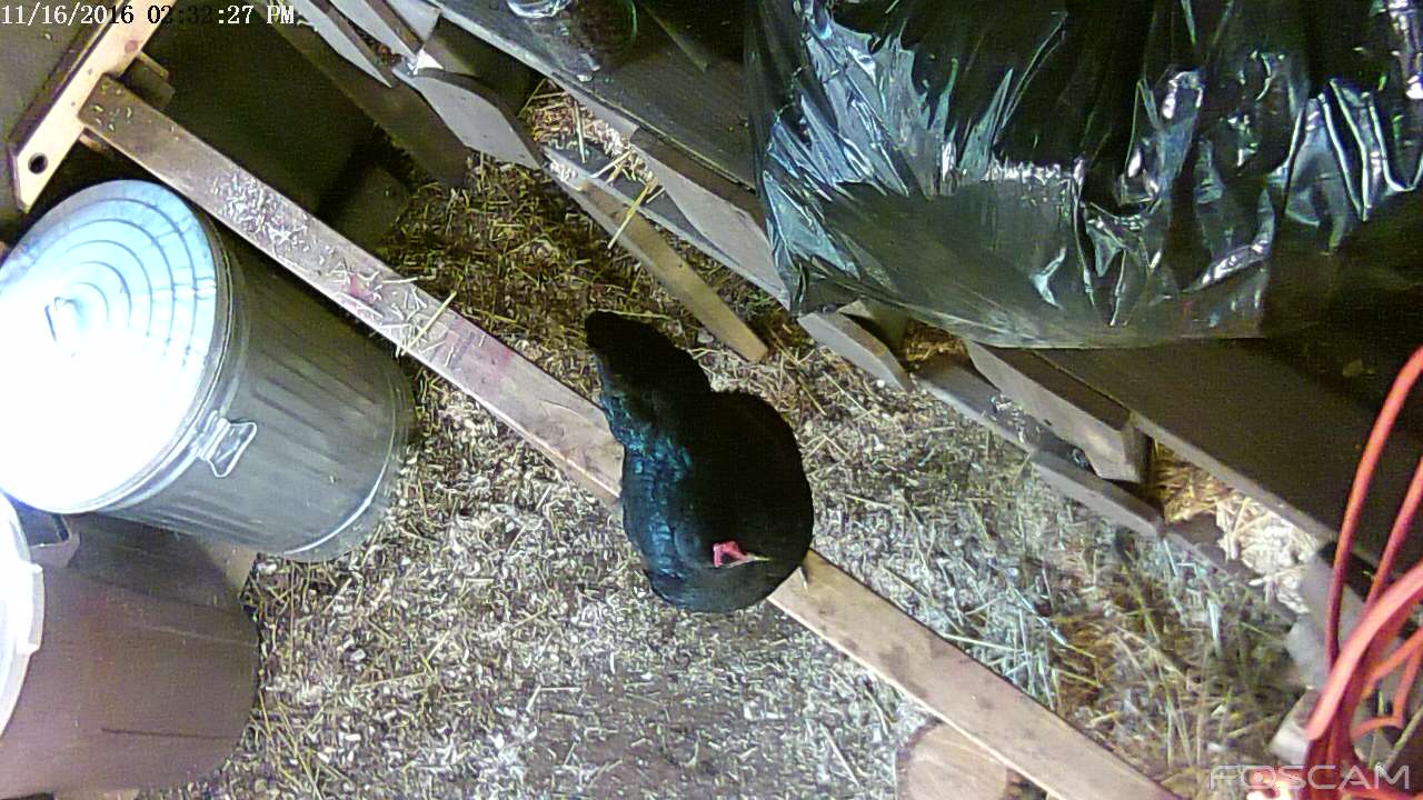 to egg or not to egg