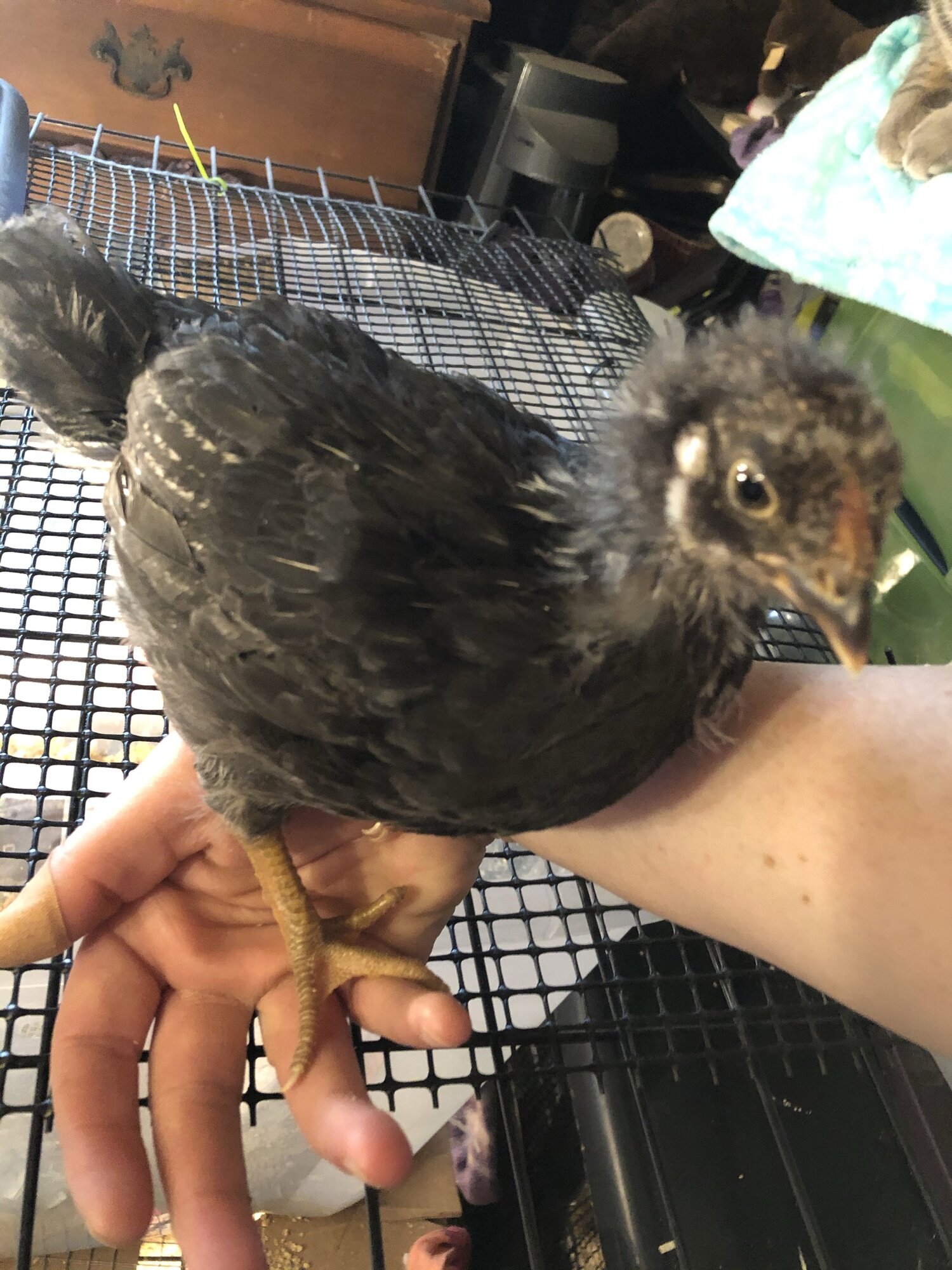 To know the new chicks